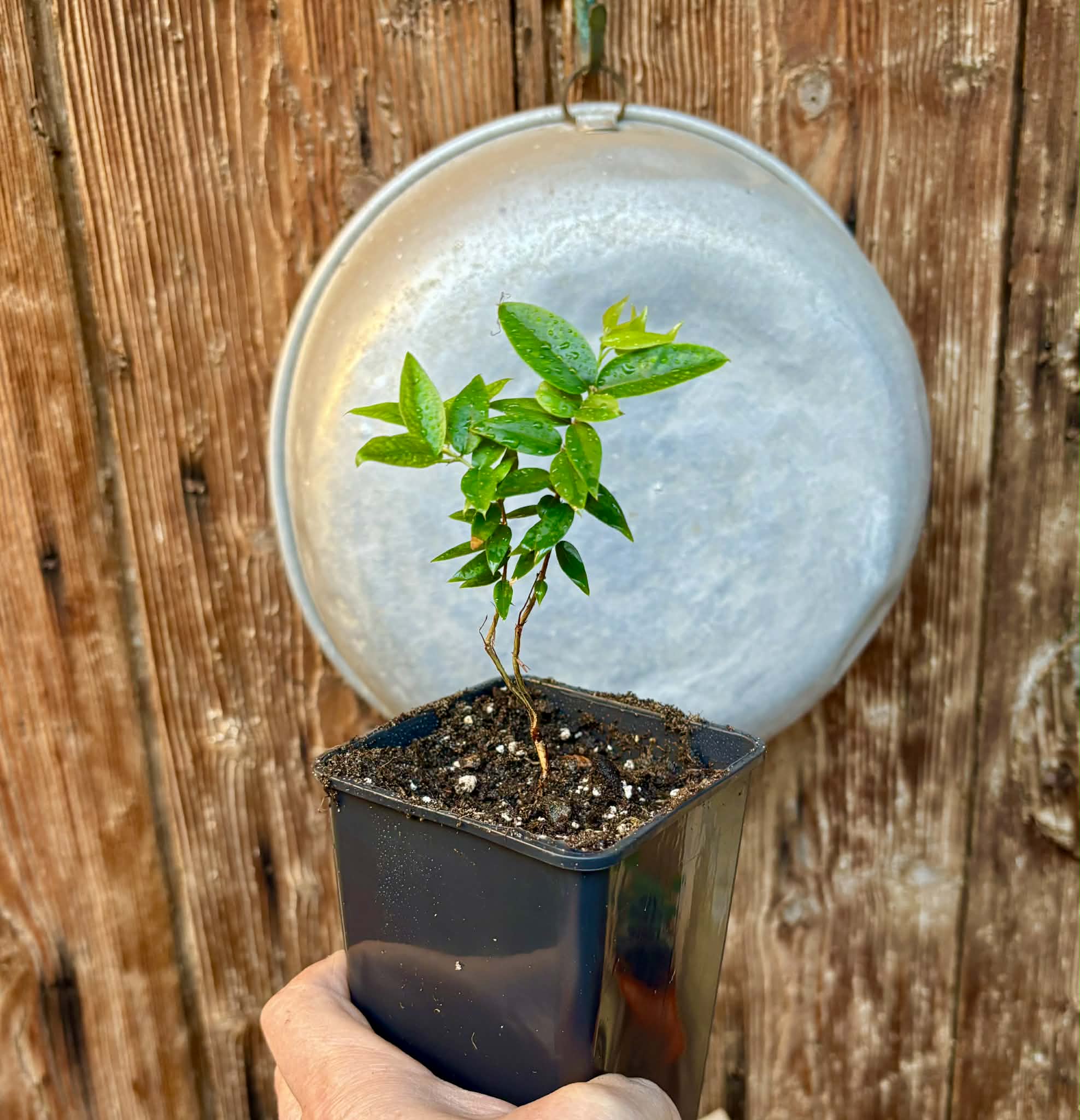 Jaboticaba - Plinia sp Esarme -  1 potted seedling / 1 getopfter Sämling