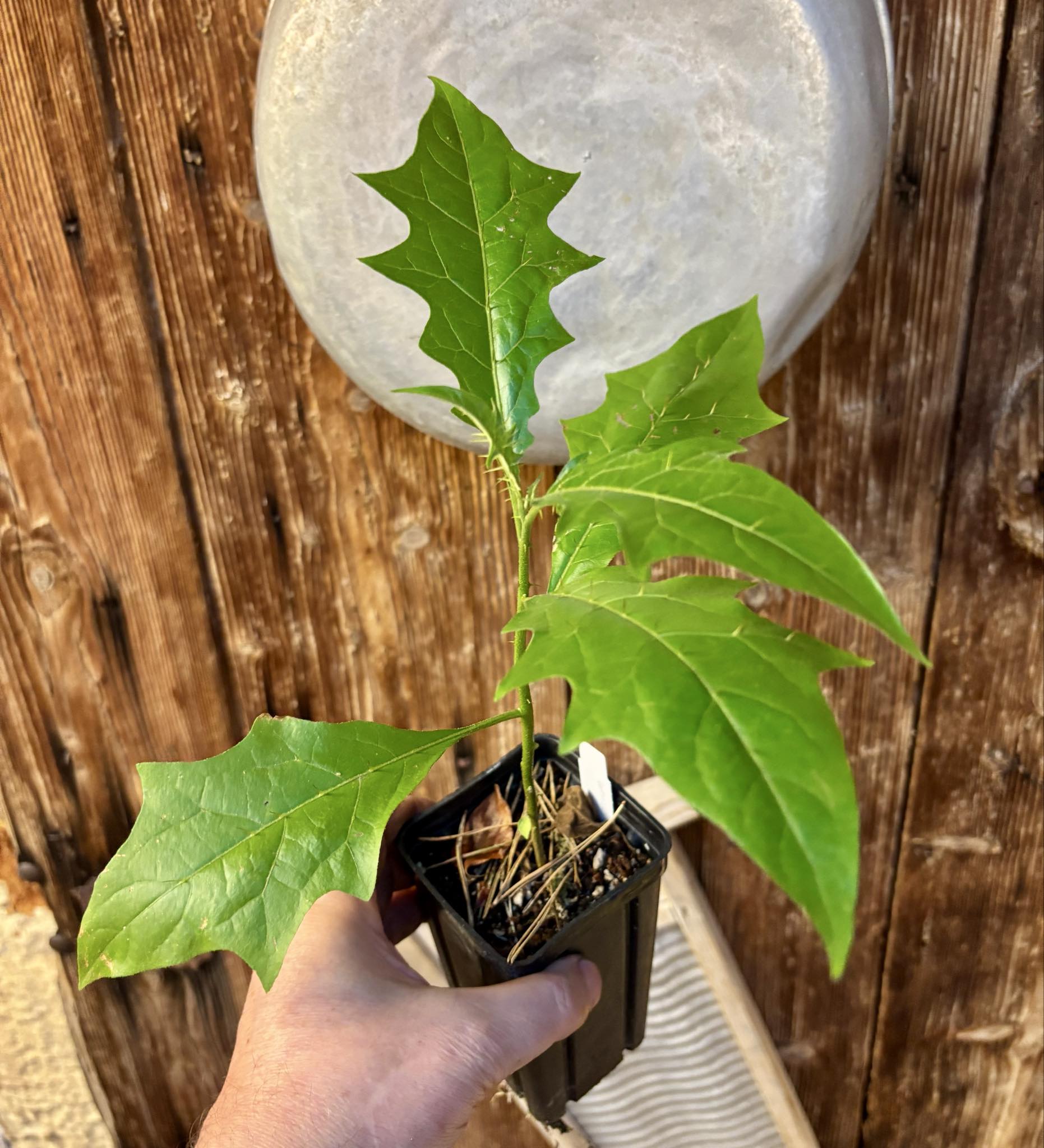 Juá do Jequitinhonha (Solanum schizandrum) - 1 potted seedling / 1 getopfter Sämling Juá do Jequitinhonha (Solanum schizandrum) - 1 potted seedling / 1 getopfter Sämling