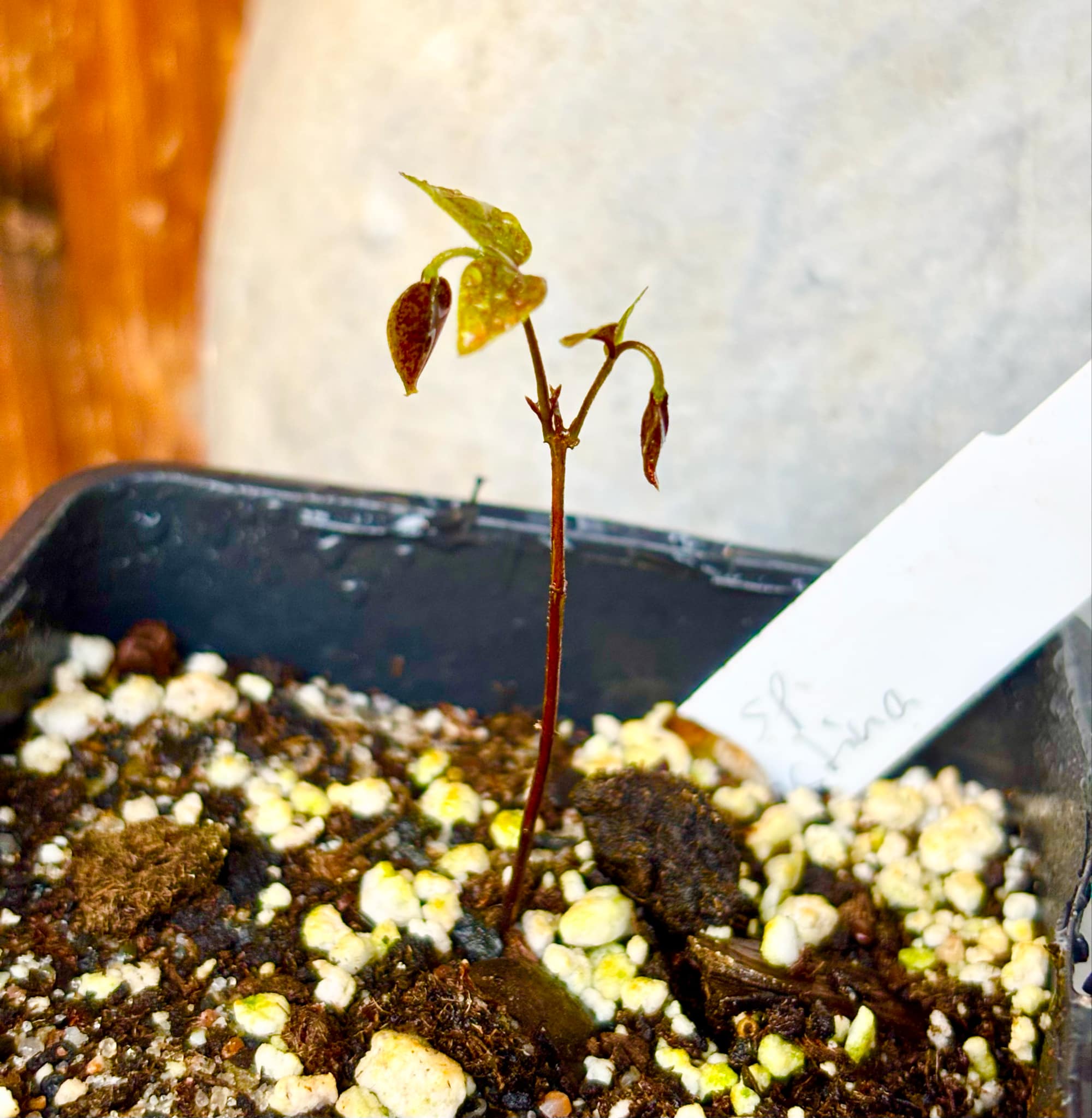 Myrciaria sp Nordestina - 1 small potted seedling / 1 kleiner, getopfter Sämling