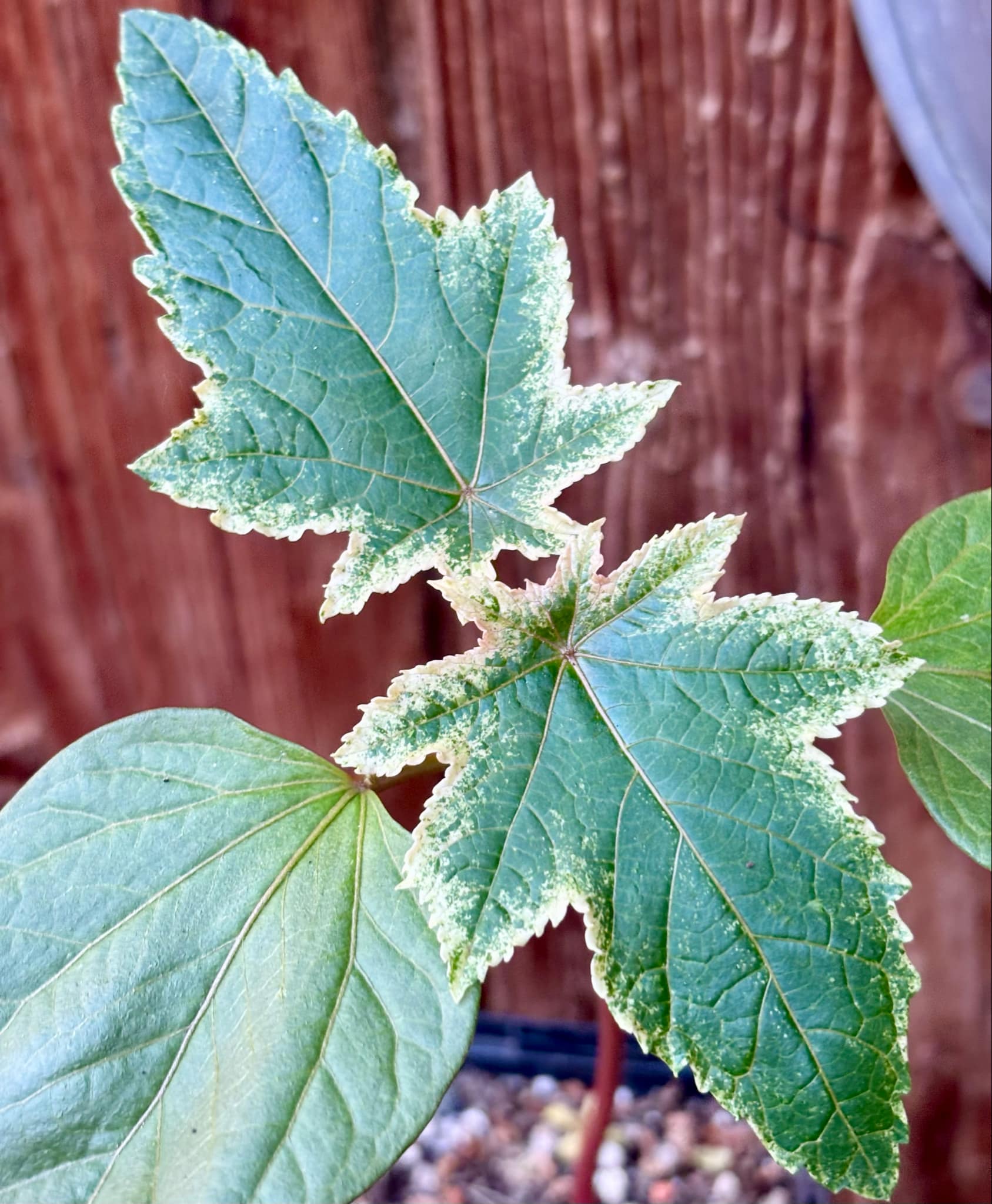 Ricinus communis VARIEGATED -  1 small potted seedling / 1 kleiner, getopfter Sämling