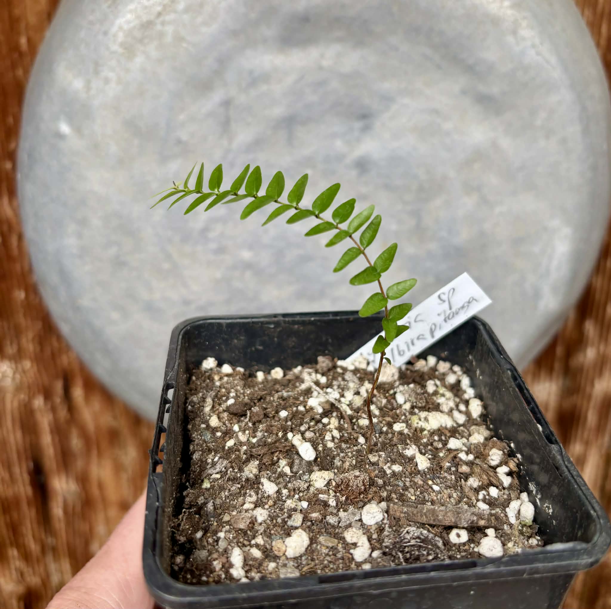 Myrciaria sp Ibirapitanga -  1 potted seedling / 1 getopfter Sämling