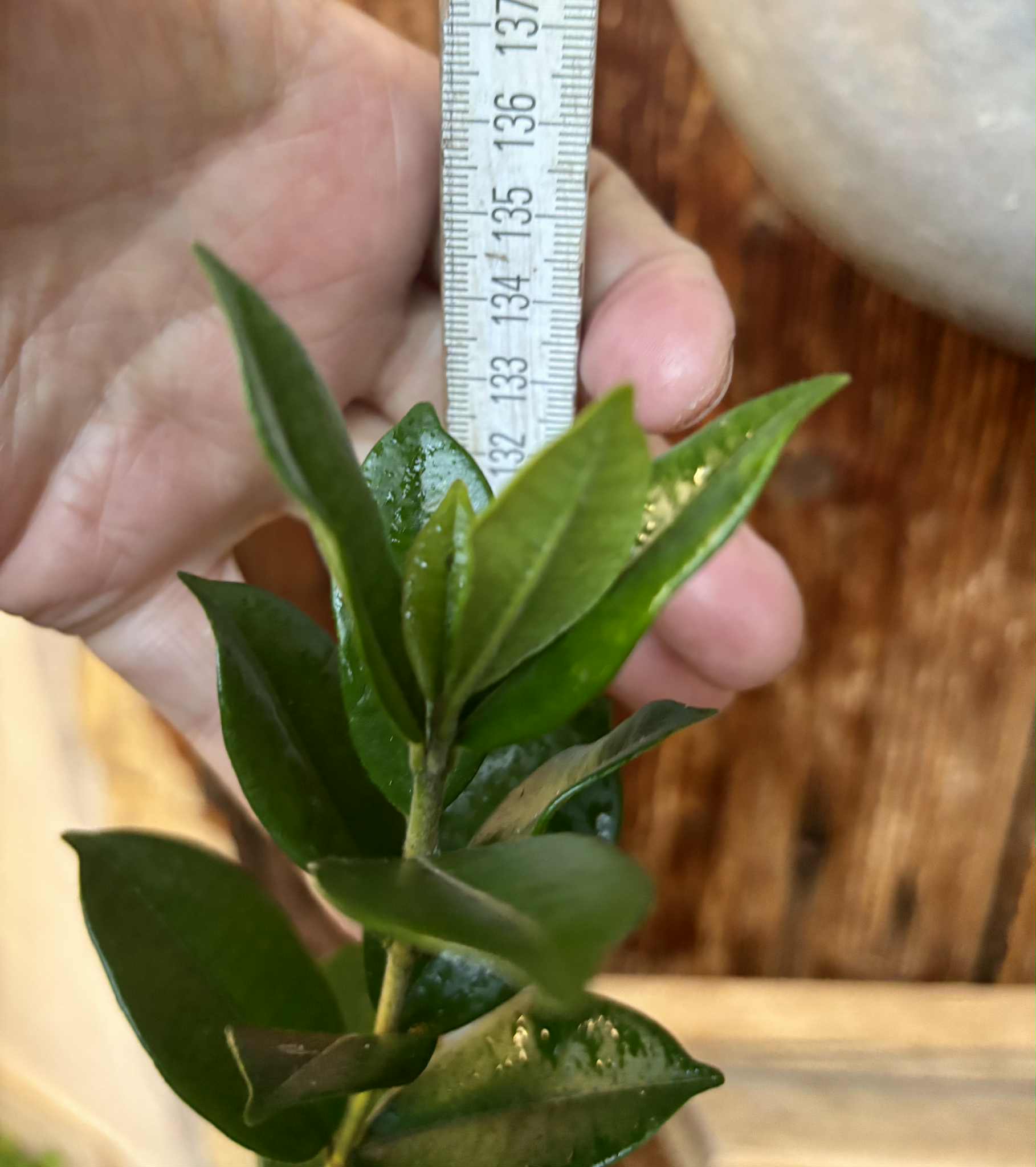 10 years old - Pitangatuba (Eugenia selloi)  - 1 potted plant / 1 getopfte Pflanze