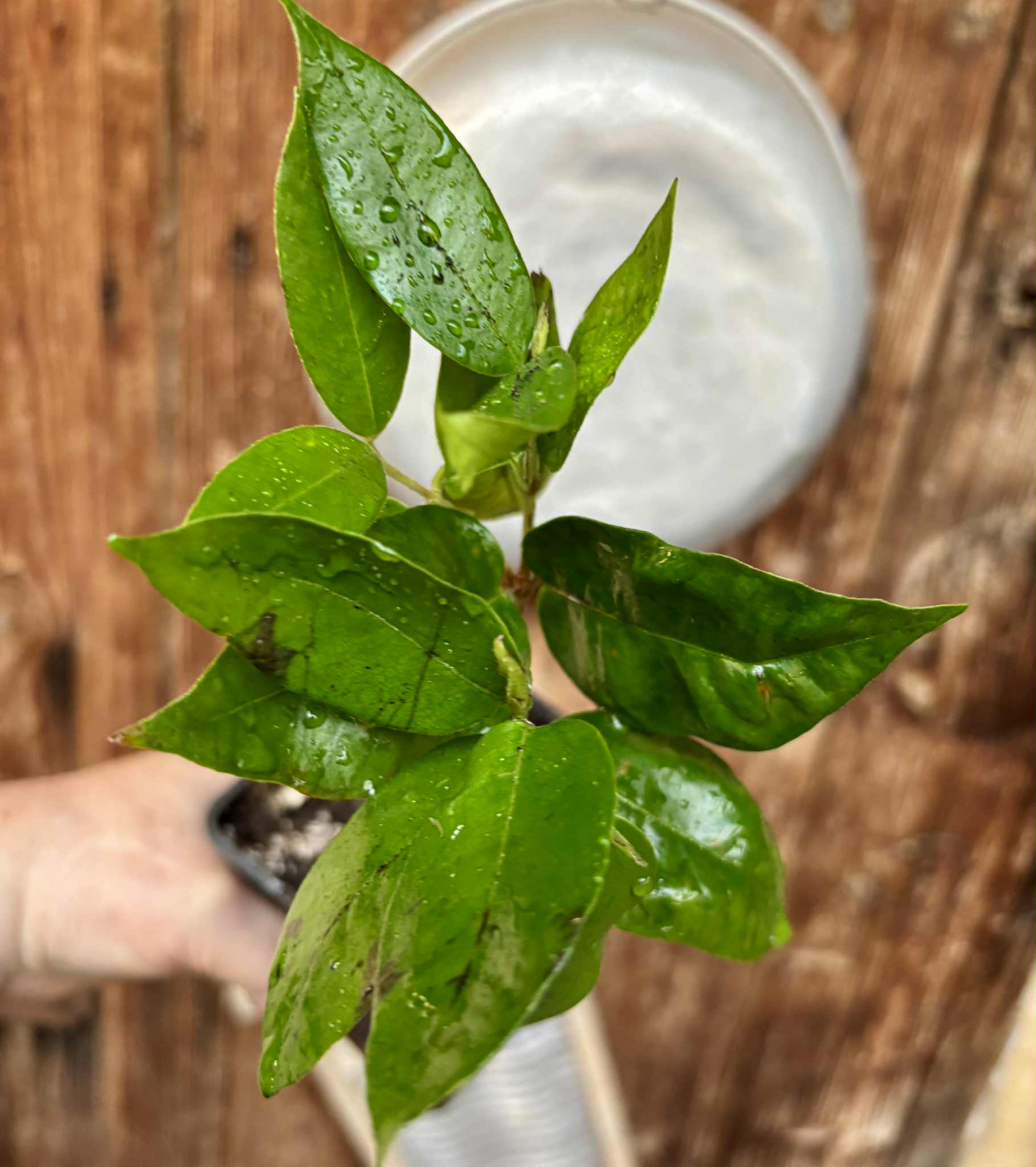 Cambuca (Plinia edulis) - 1 potted plant / 1 getopfte Pflanze