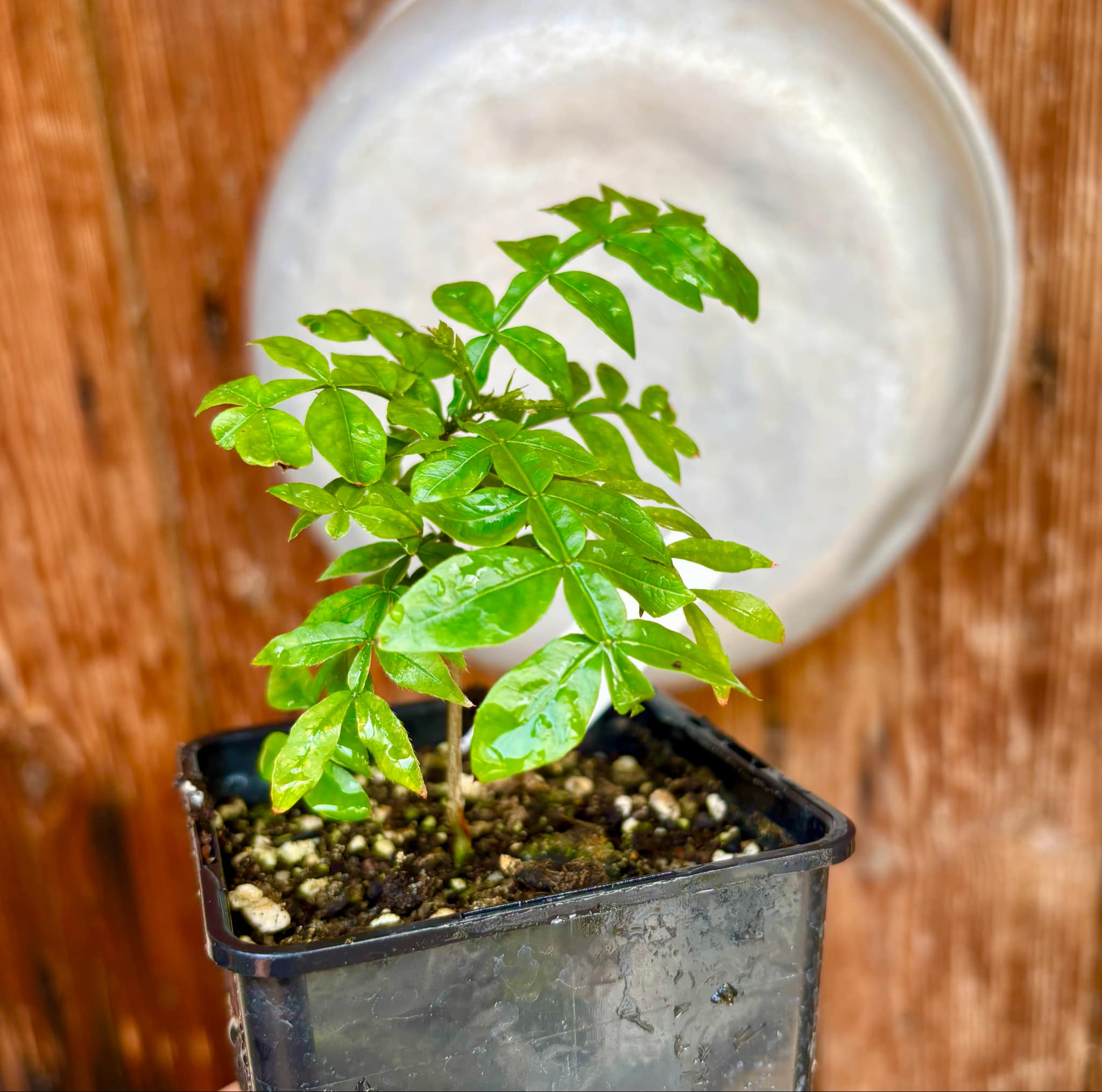 Inga sp Bahia -  1 potted plant / 1 getopfte Pflanze