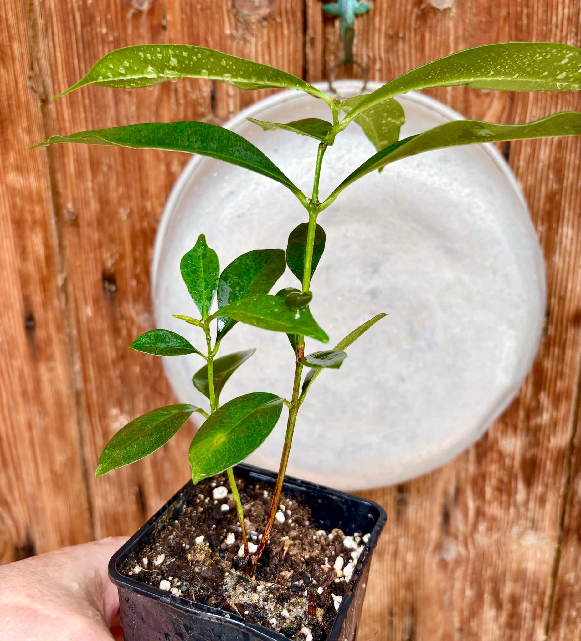 Syzygium cumini - 1 potted plant / 1 getopfte Pflanze