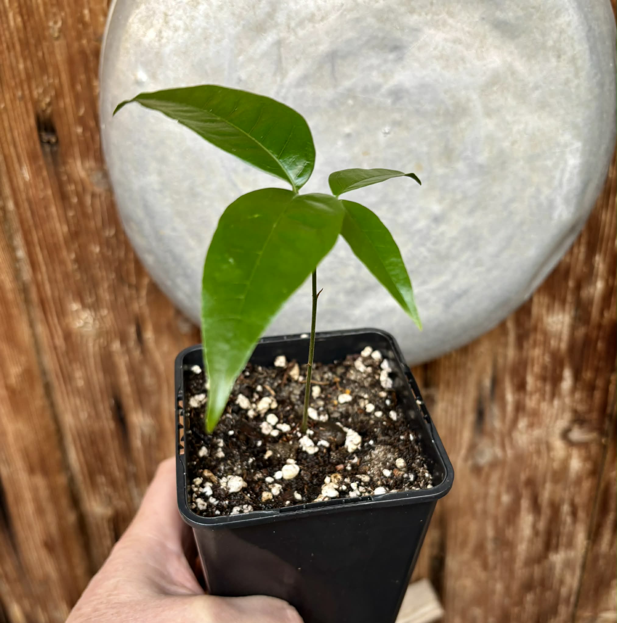 Melicoccus sp Bahia - 1 potted seedling / 1 getopfter Sämling