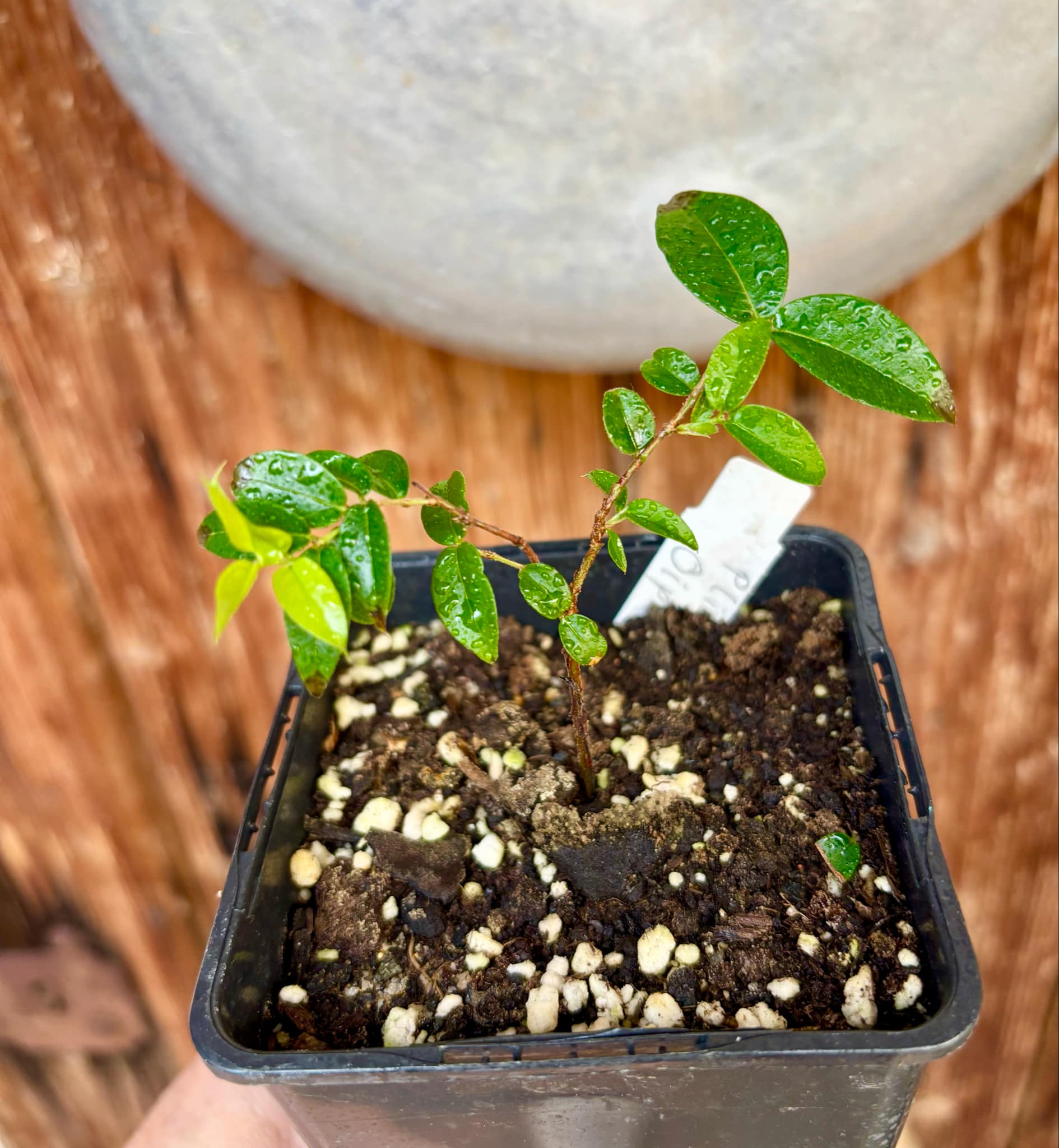 Jaboticaba Oipirinha (Plinia sp) - 1 small potted plant/ 1 kleine, getopfte Pflanze