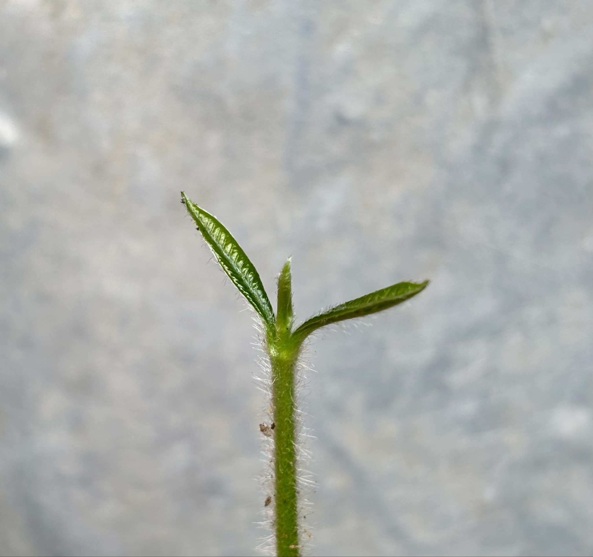 Abiu (Pouteria caimito) - 1 germinated seed / 1 gekeimter Samen Abiu (Pouteria caimito) - 1 germinated seed / 1 gekeimter Samen