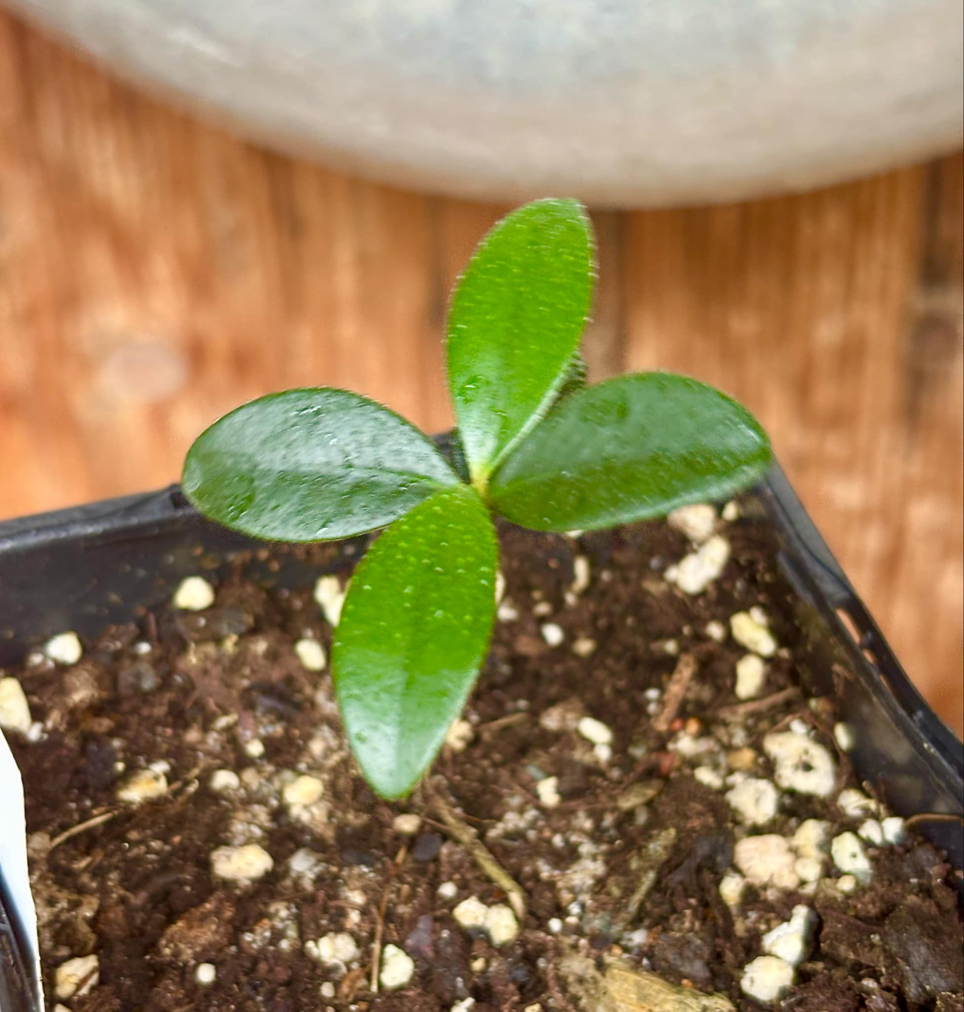 the Eugenia from Australia - Eugenia reinwardtiana - Cedarbay Cherry -  1 small potted seedling / 1 kleiner, getopfter Sämling