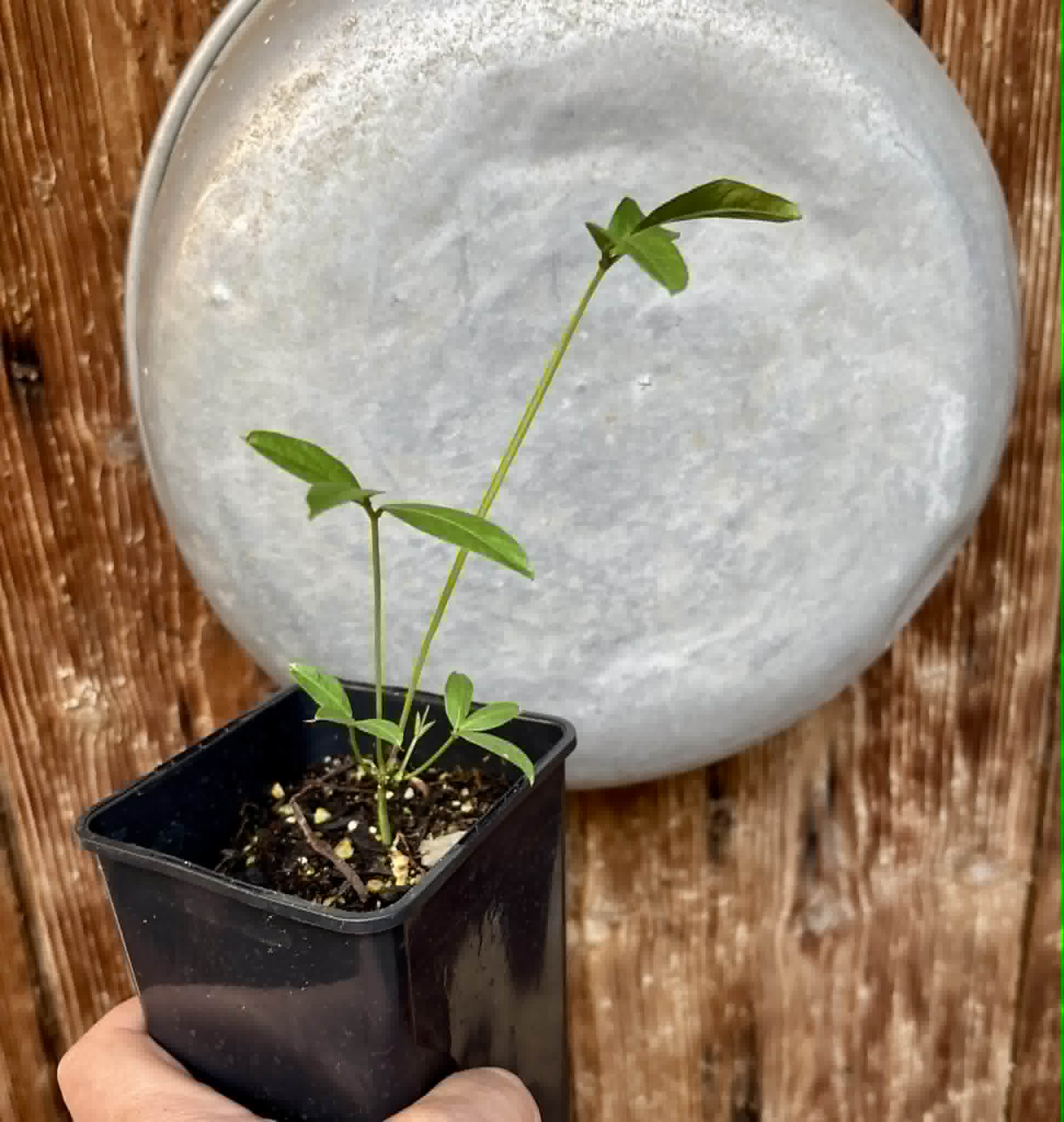 Bambara Groundnut (Vigna subterranea) -  1 potted plant / 1getopfte Pflanze
