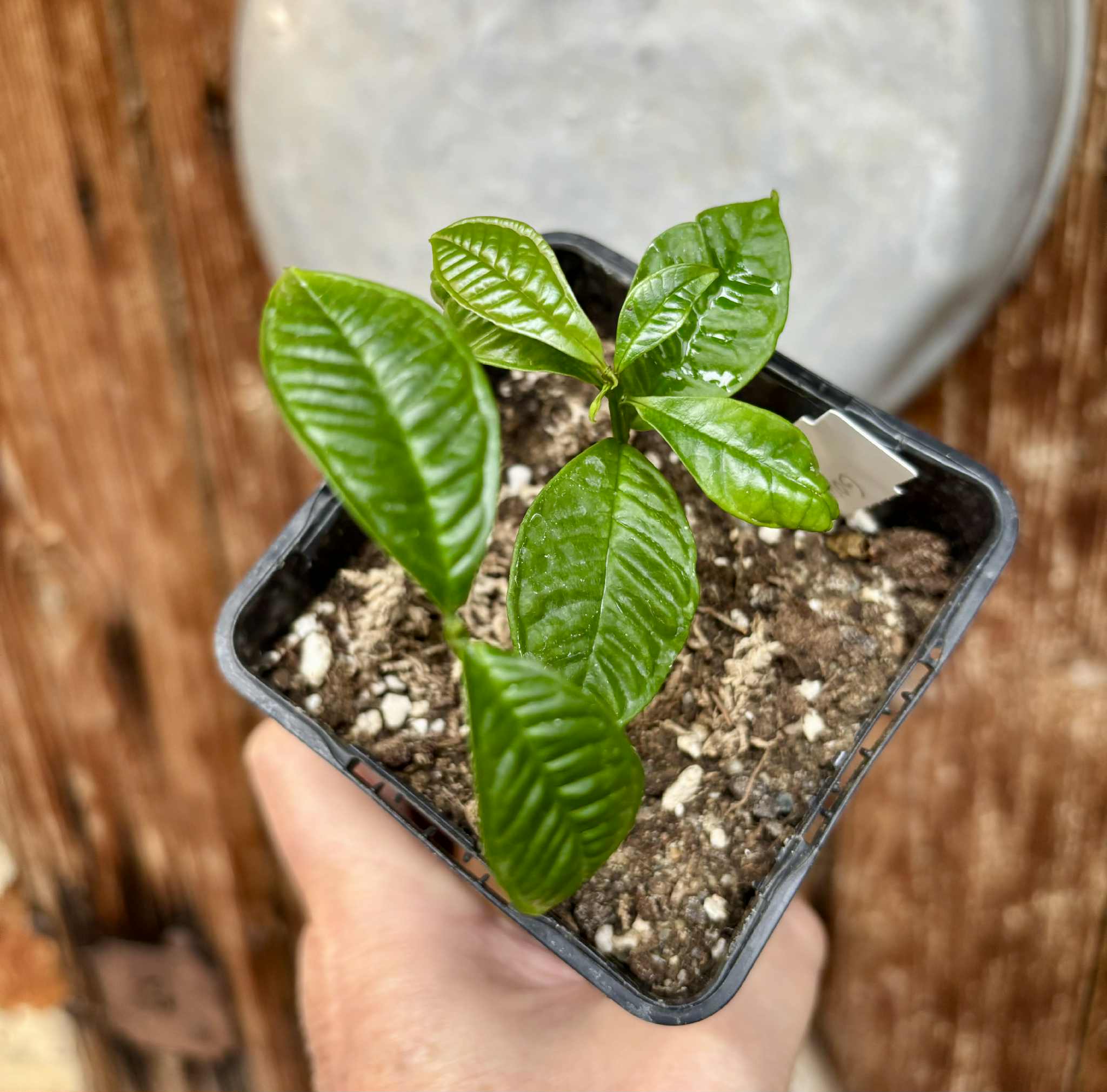 2 in 1 pot - Gowok (Syzygium polycephalum) - 1 small potted seedling / 1 kleiner, getopfter Sämling