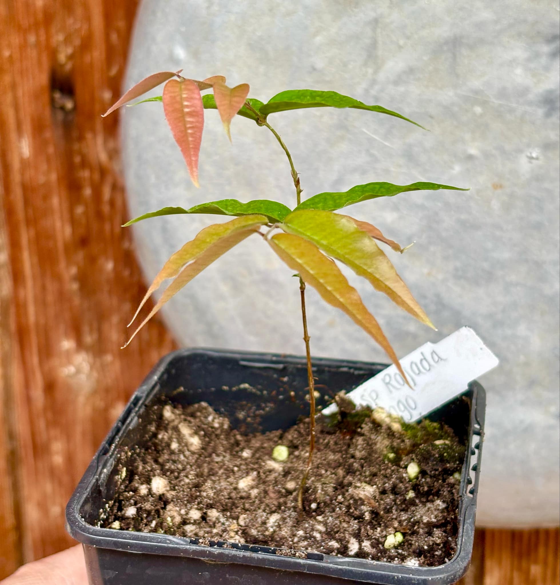 Jaboticaba - Plinia sp Rajada Cabo longo verde - 1 small potted seedling / 1 kleiner, getopfter Sämling Jaboticaba - Plinia sp Rajada Cabo longo verde - 1 small potted seedling / 1 kleiner, getopfter Sämling