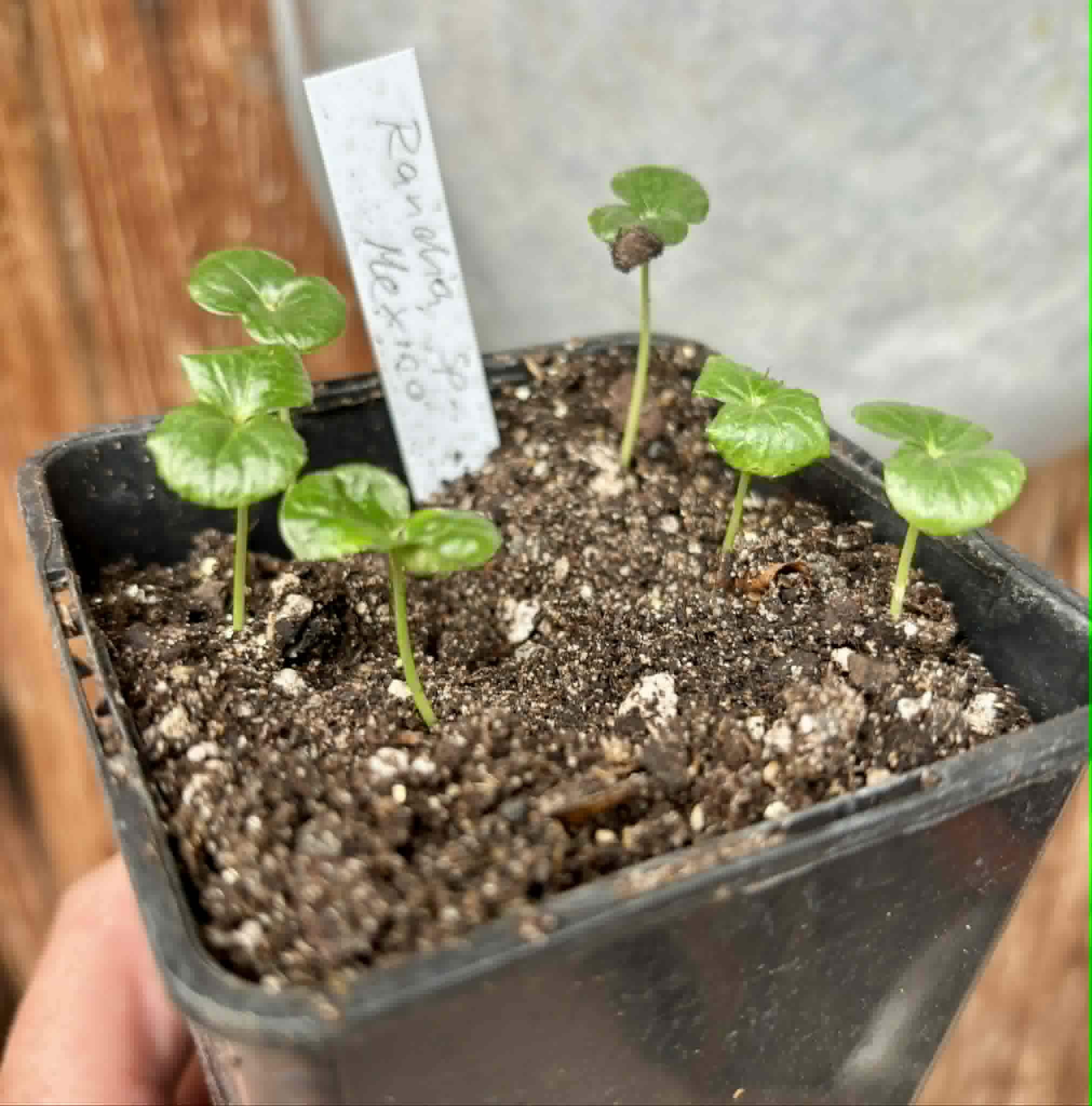 6 in 1 pot - Randia sp Mexico  - 6 seedlings in one pot / 6 Sämlinge in einem Topf