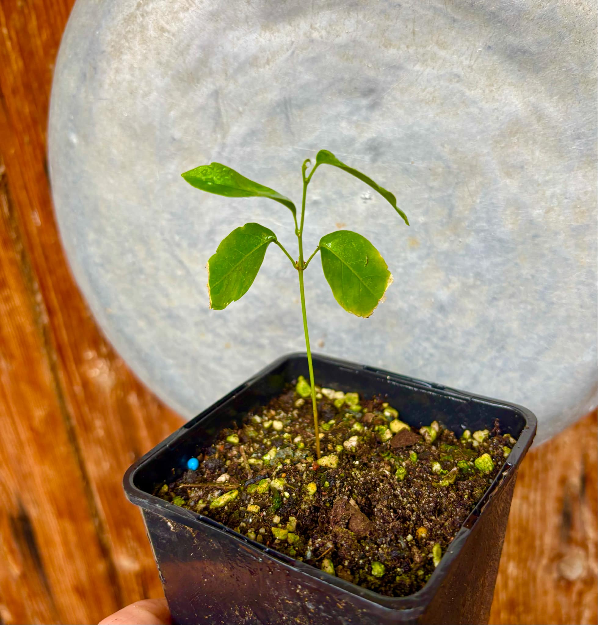 Guaraná (Paullinia cupana) - 1 small potted seedling / 1 kleiner, getopfter Sämling 