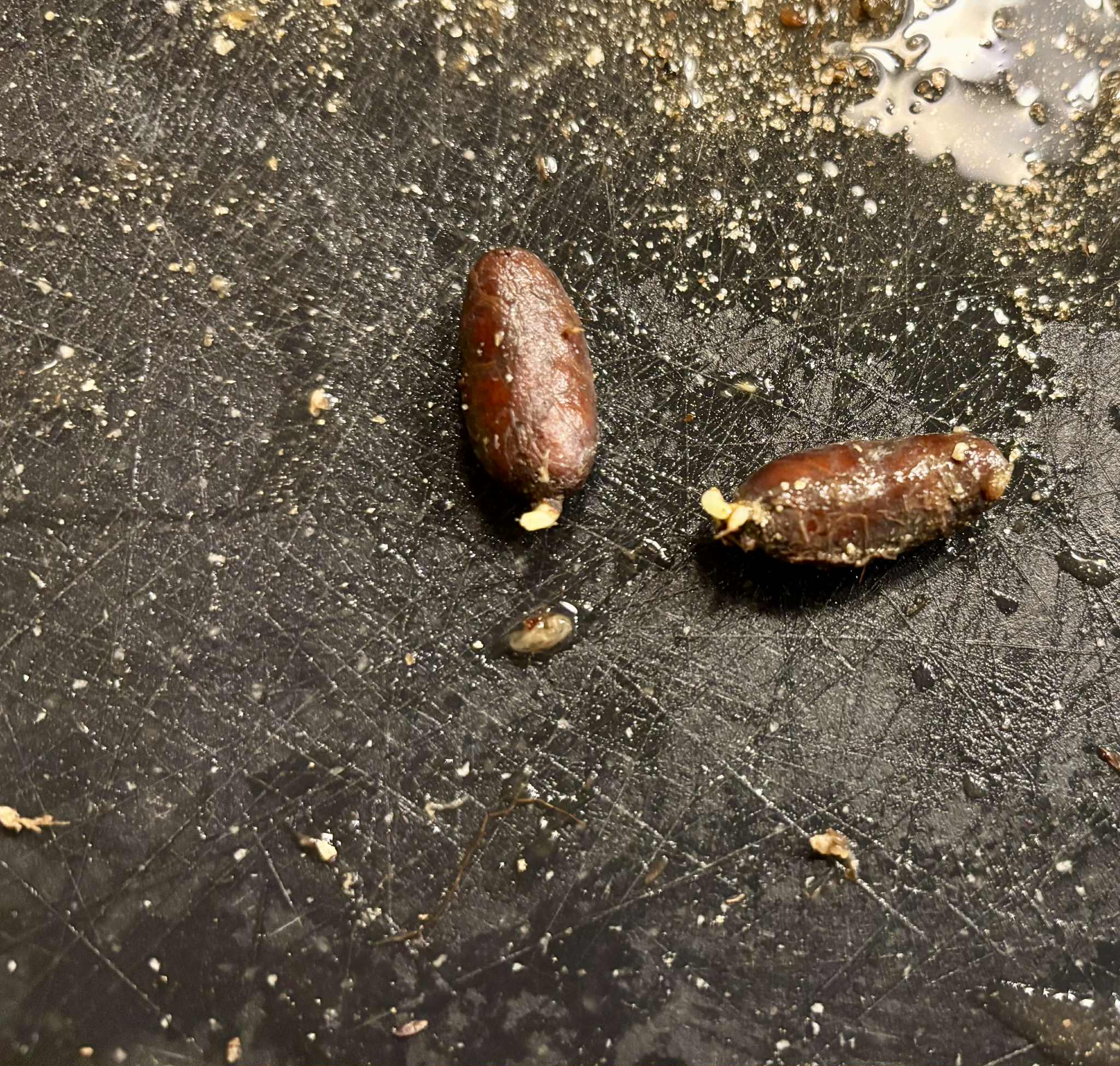 Garcinia madruno - 1 germinated seed / 1 gekeimter Samen