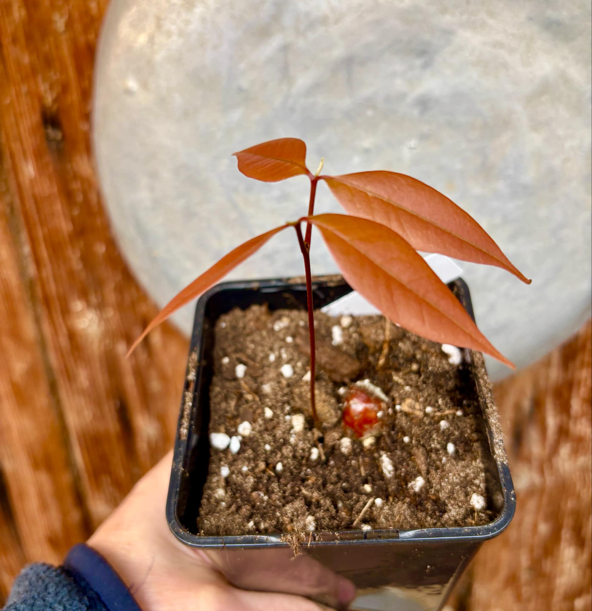 Litchi chinensis - var. Fei Zi Xiao (Litchi chinensis) - 1 small potted seedling / 1 kleiner, getopfter Sämling 