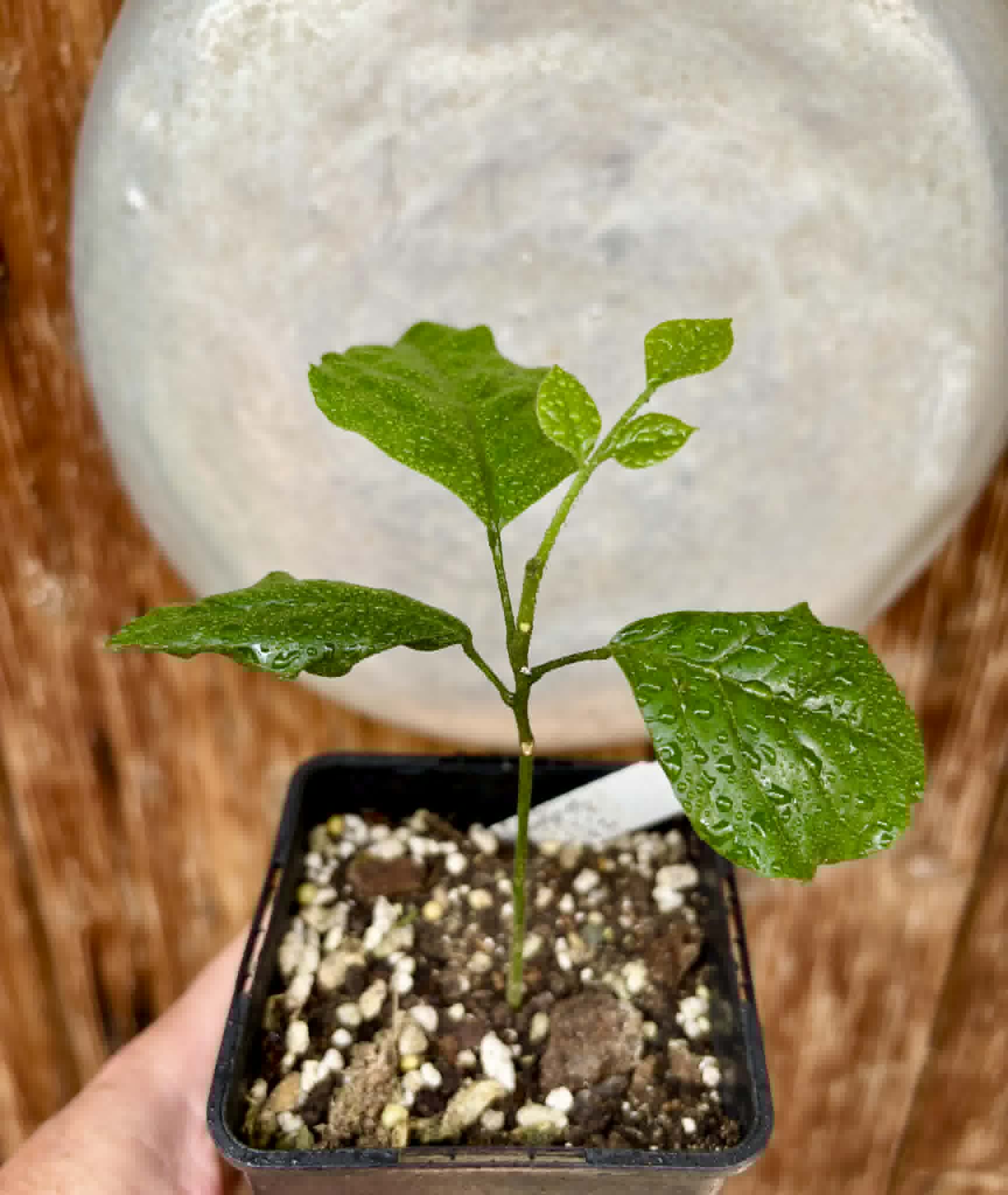Wampee (Clausena lansium) - 1 potted seedling / 1 getopfter Sämling Kopie