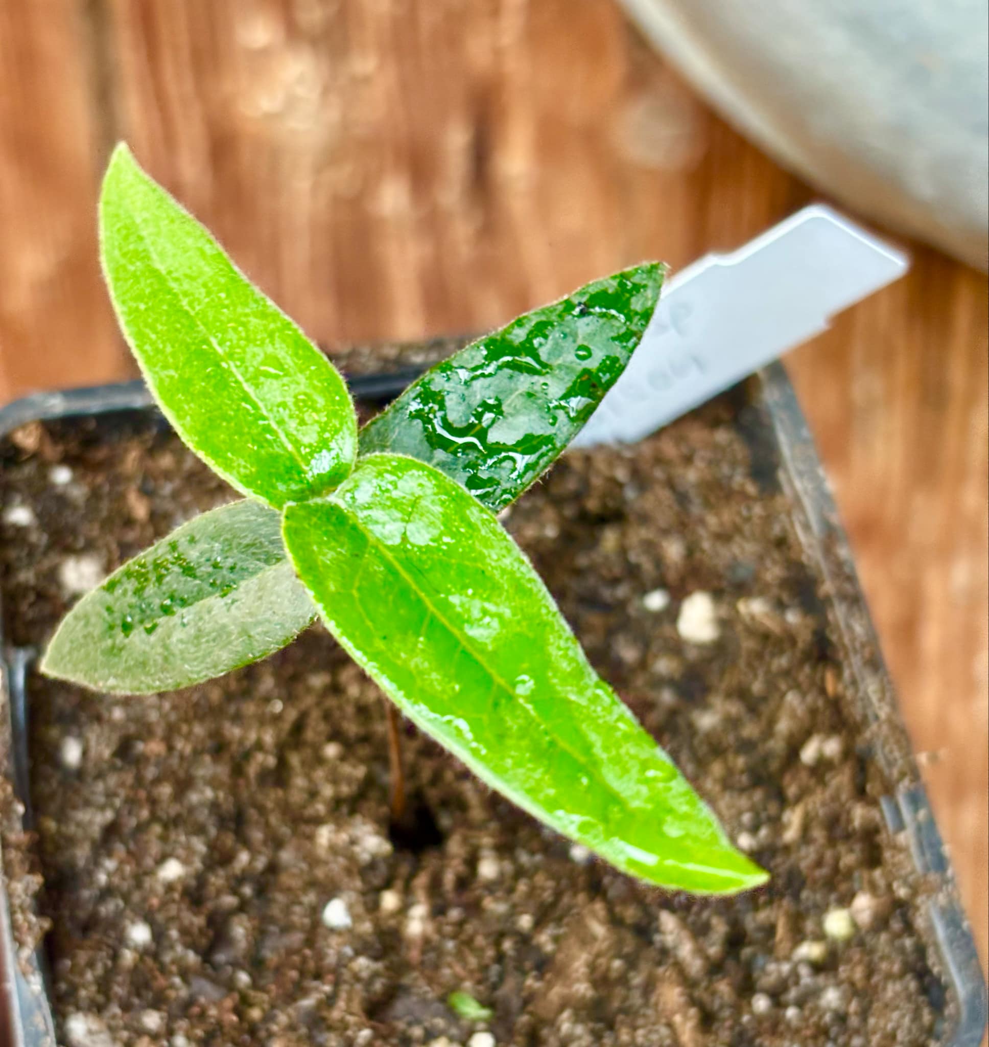 Eugenia sp Bahia Adilson - 1 small potted seedling / 1 kleiner, getopfter Sämling