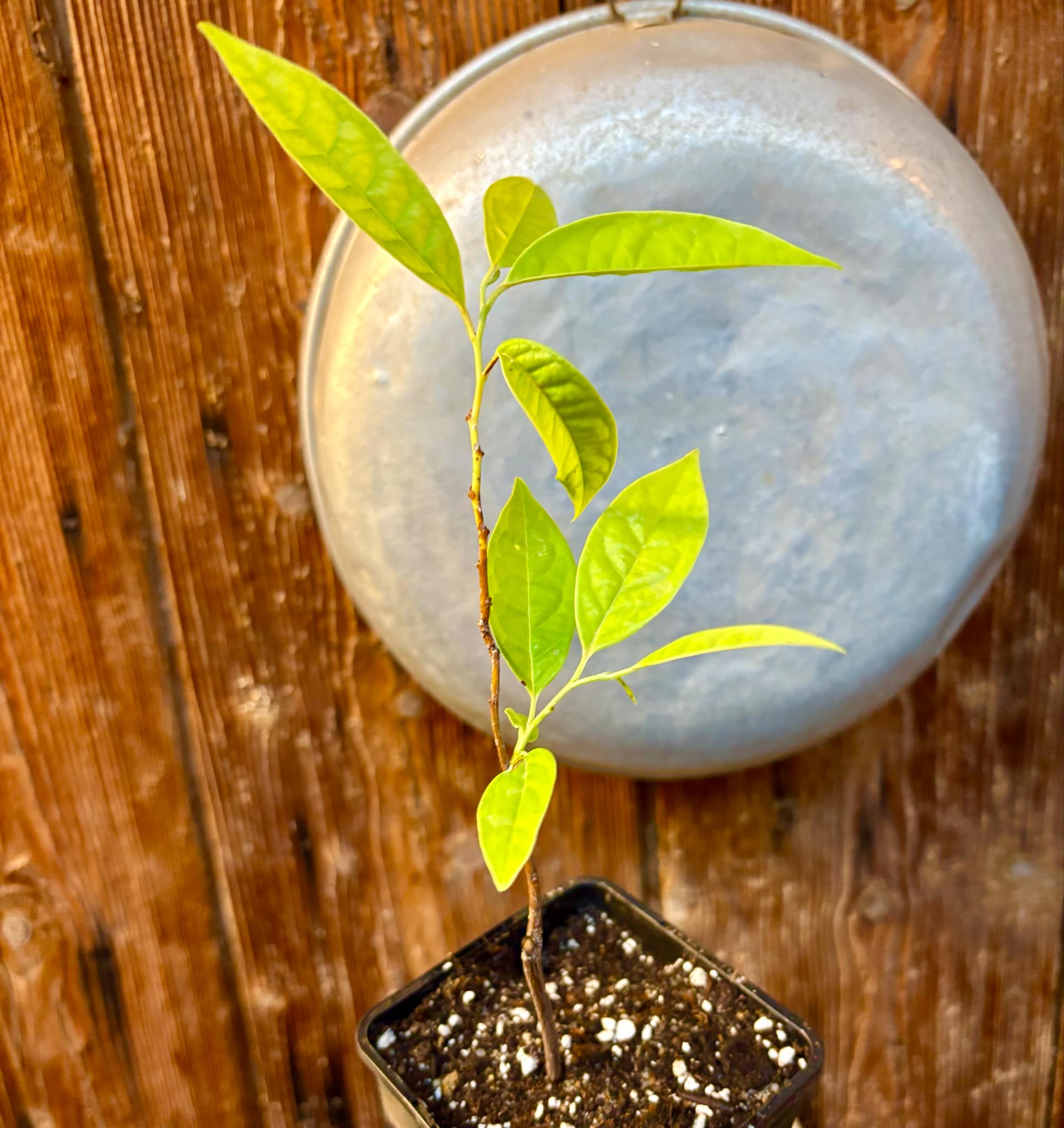 Annona cacans - 1 potted plant / 1 getopfte Pflanze Annona cacans - 1 potted plant / 1 getopfte Pflanze