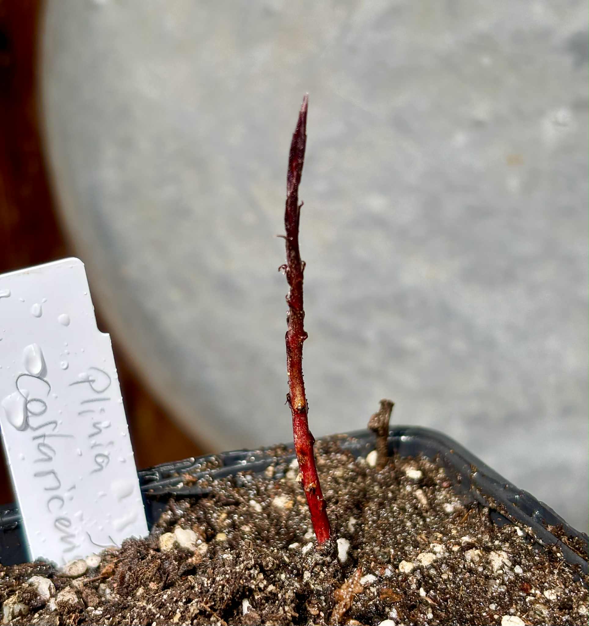 Plinia costaricensis -  1 potted seedling / 1 getopfter Sämling