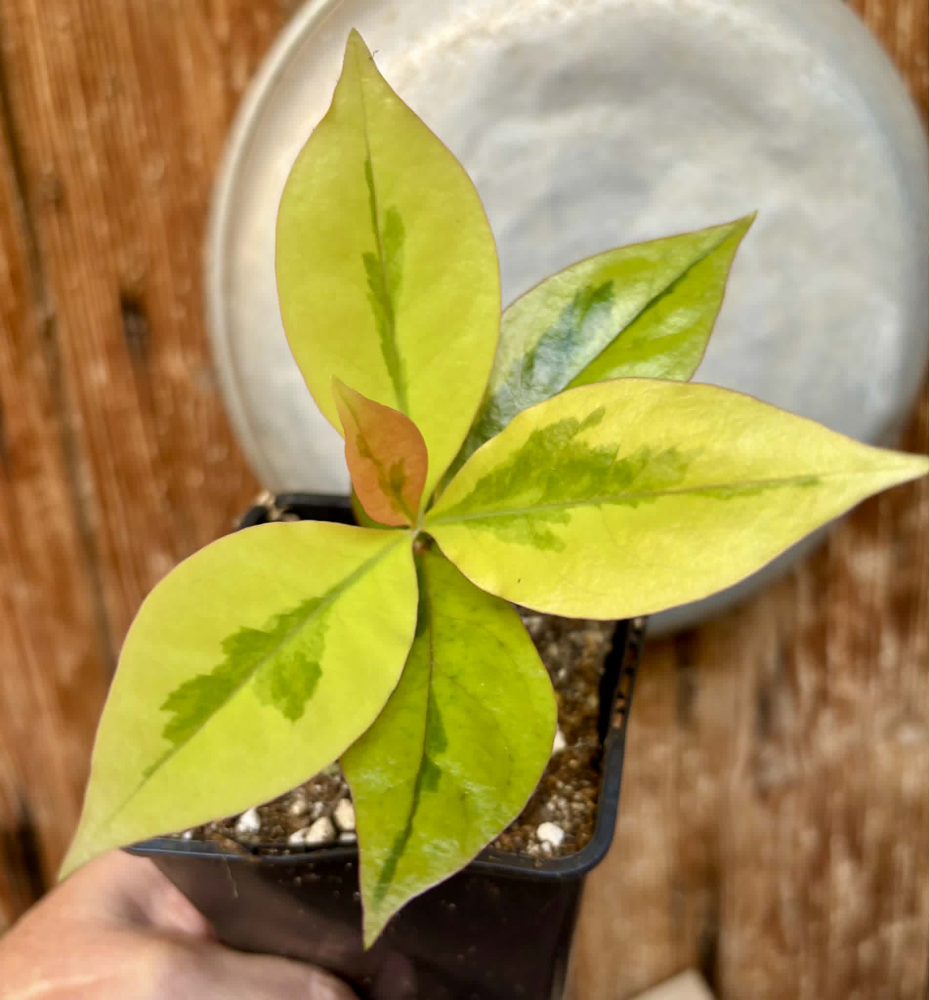 variegated Pereskia aculeata - Barbados Gooseberry - 1 potted plant / 1 getopfte Pflanze