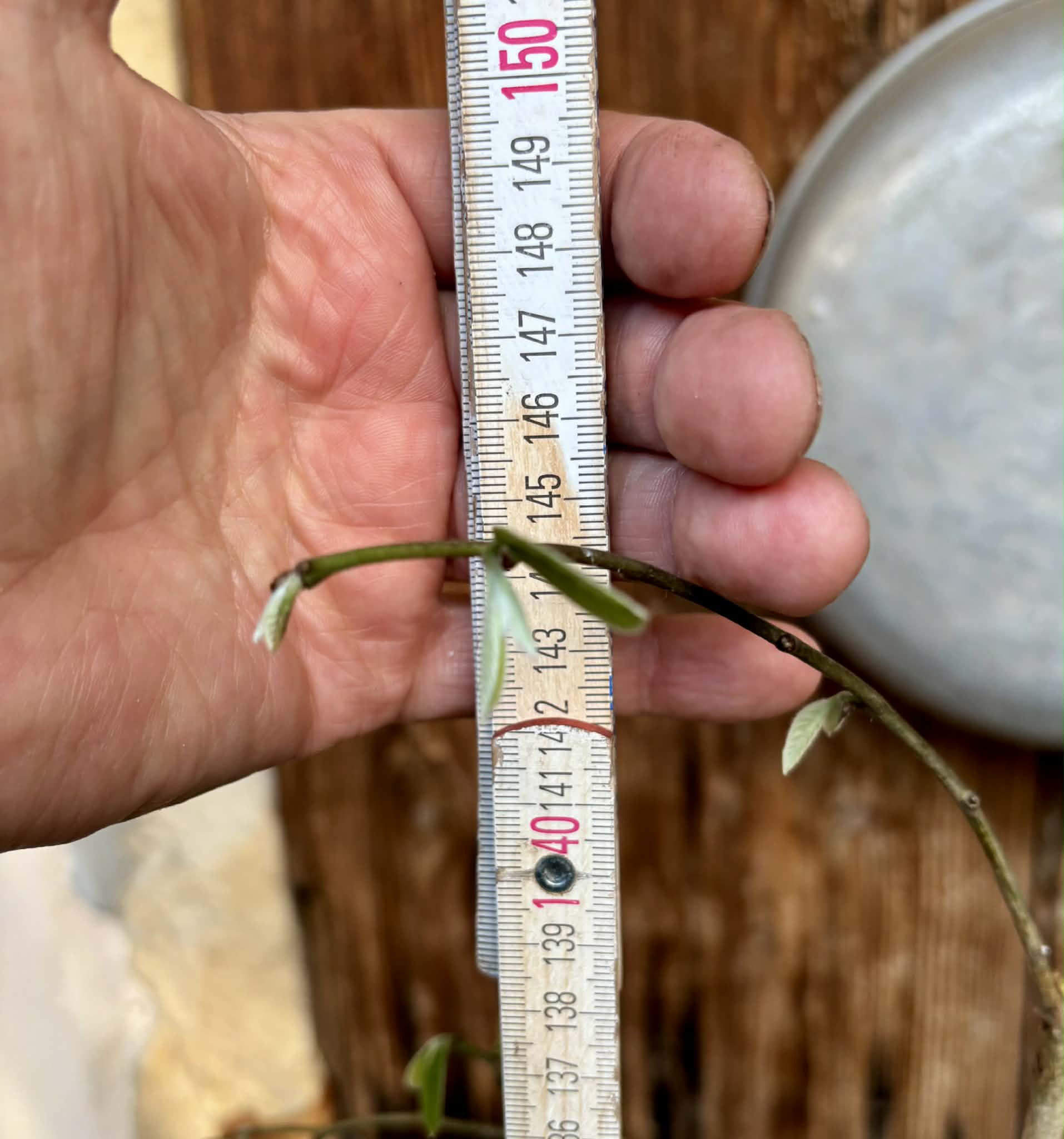 grafted - Cherimoya var. Fino de Jete (Annona cherimola) - 1 potted plant / 1 getopfte Pflanze