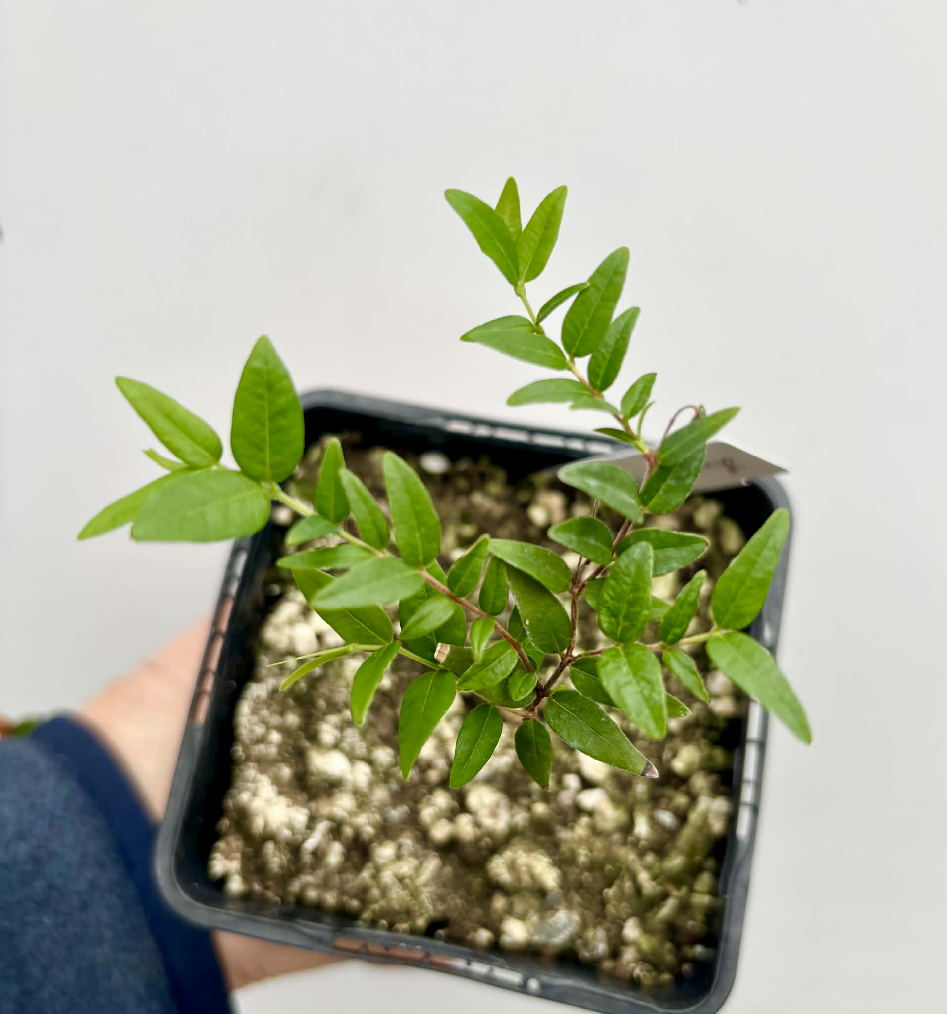 Myrciaria cuspidata ORANGE - 1 potted seedling / 1 getopfter Sämling