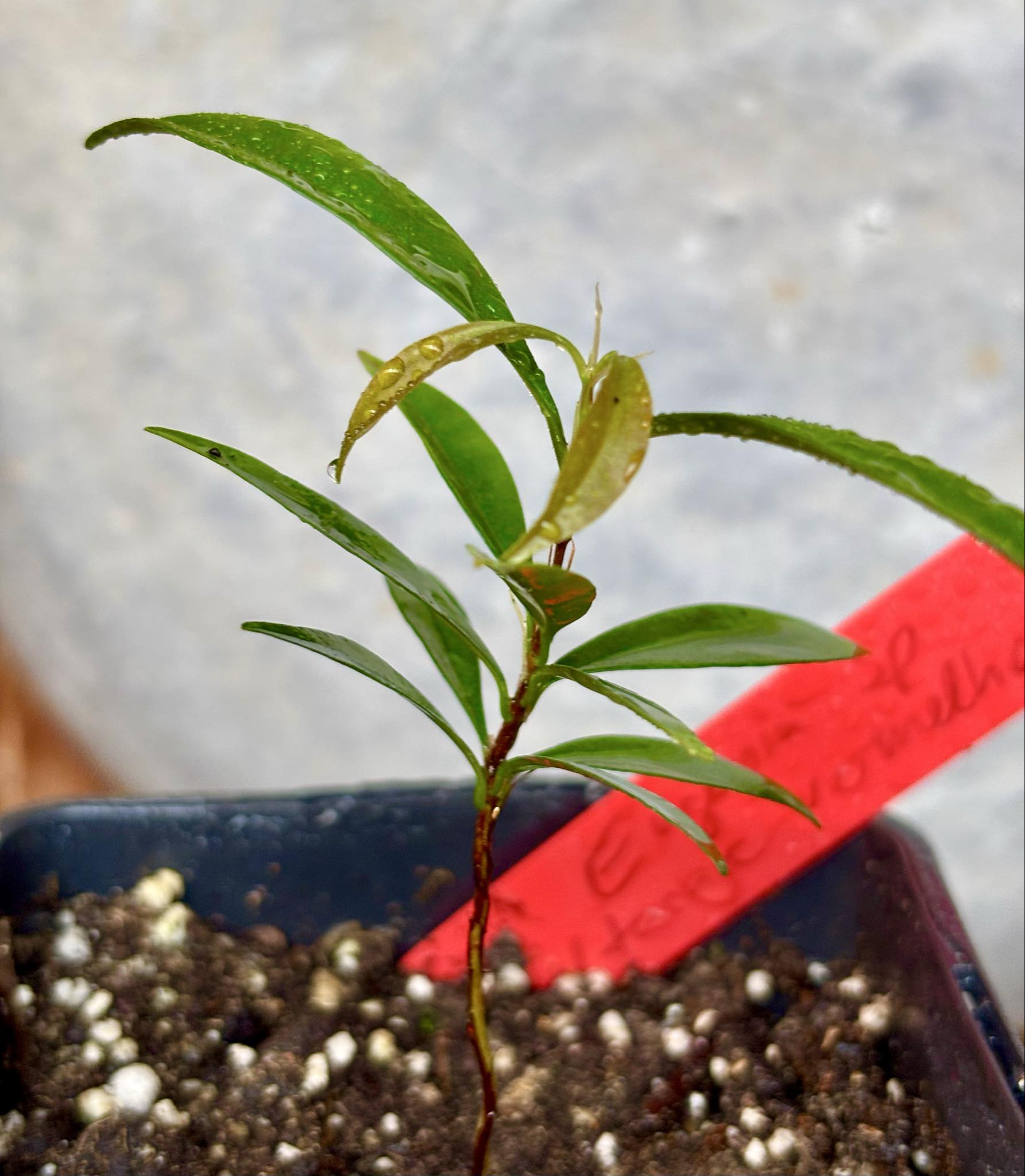 Eugenia sp Itacare vermelha -  1 potted seedling / 1 getopfter Sämling