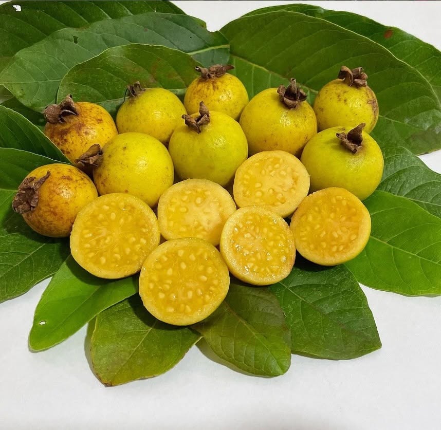 Brazilian Araçá Guava (Psidium guineense)  - 5 fresh seeds / 5 frische Samen