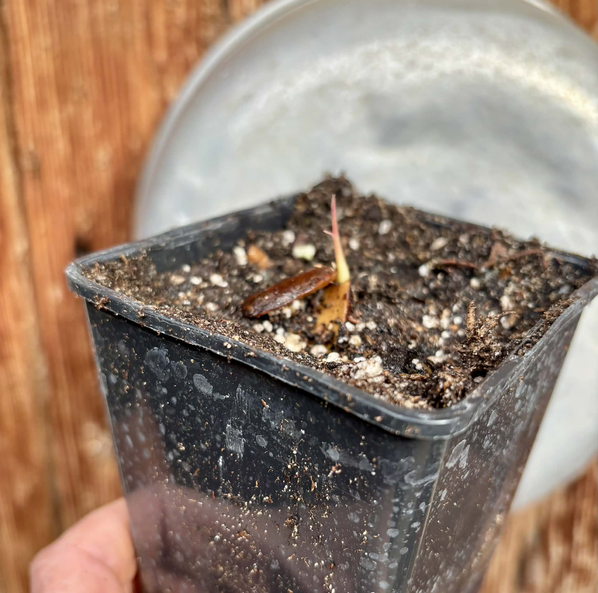 Plinia sp Flavioides - 1 potted seedling / 1 getopfter Sämling