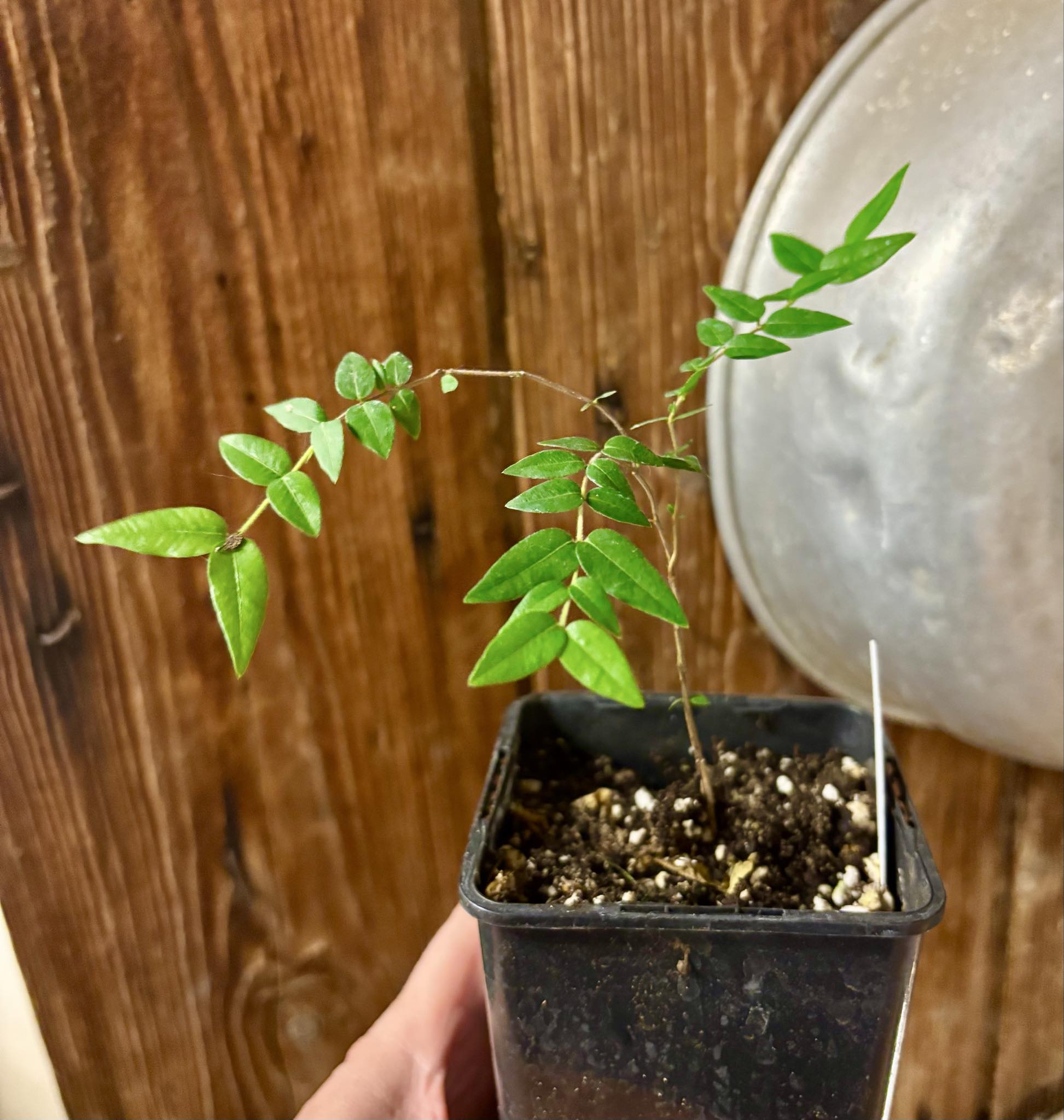 Myrciaria cuspidata BLACK - 1 potted seedling / 1 getopfter Sämling