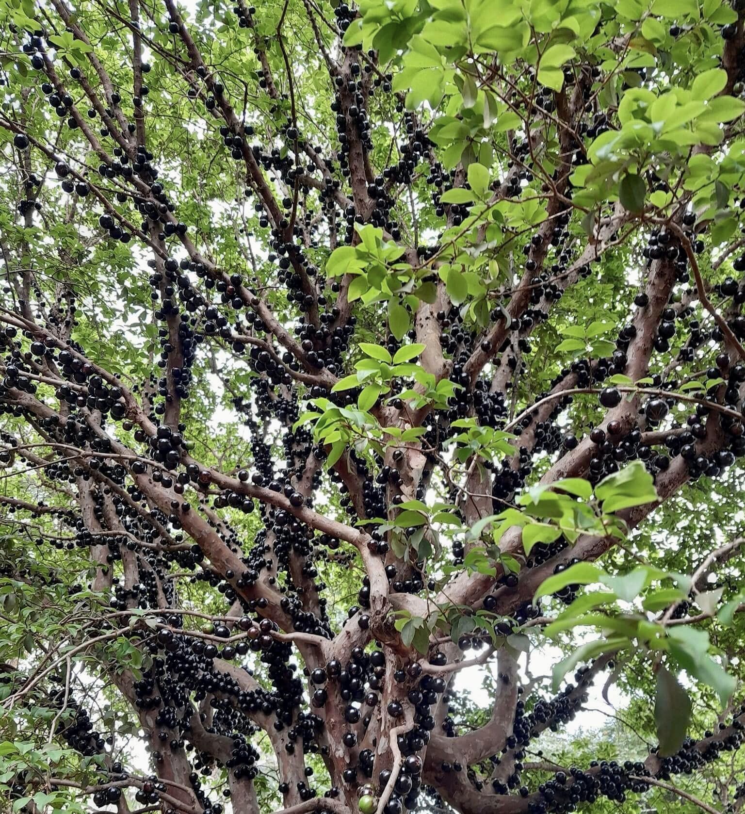Jaboticaba Oipirinha (Plinia sp) - 1 small potted plant/ 1 kleine, getopfte Pflanze