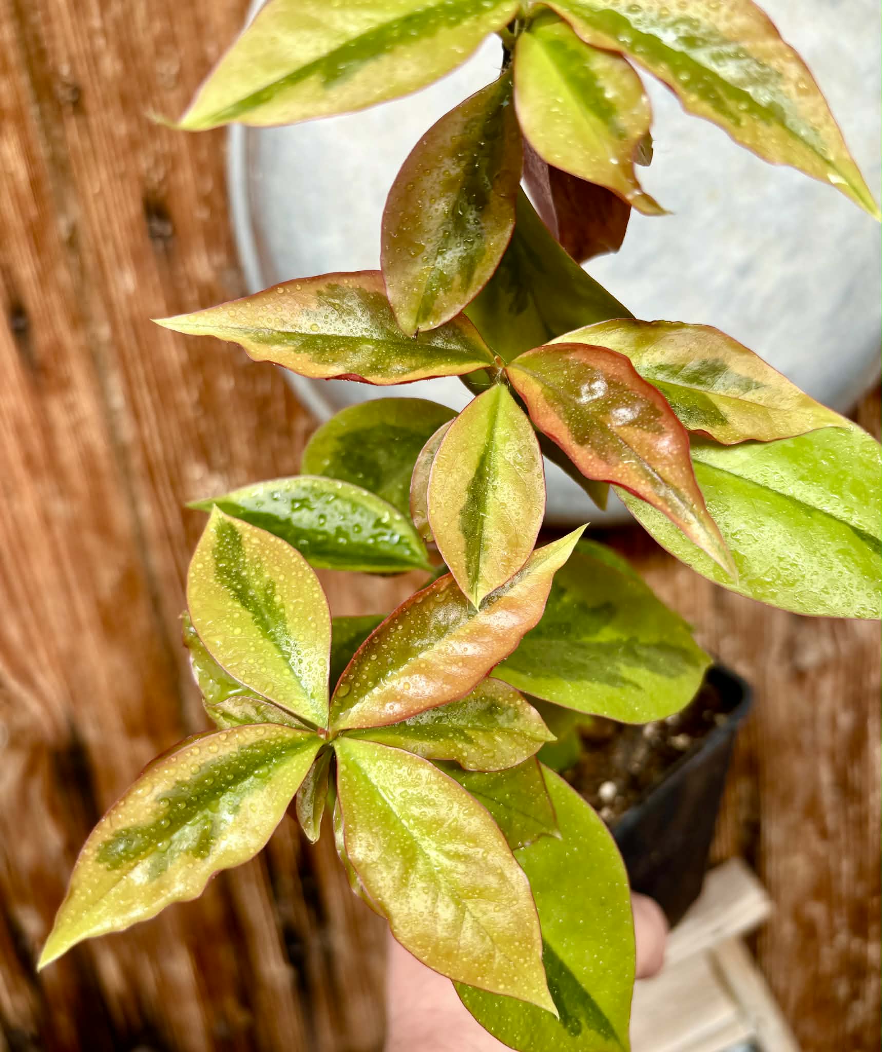 Variegata Barbados Gooseberry - (Pereskia aculeata) - 1 potted plant / 1 getopfte Pflanze