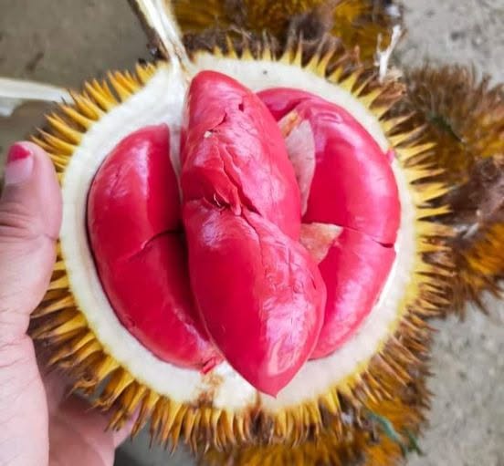 Pre Order - Red Flesh Durian (Durio graveolens) - 1 fresh seed / 1 frischer Samen
