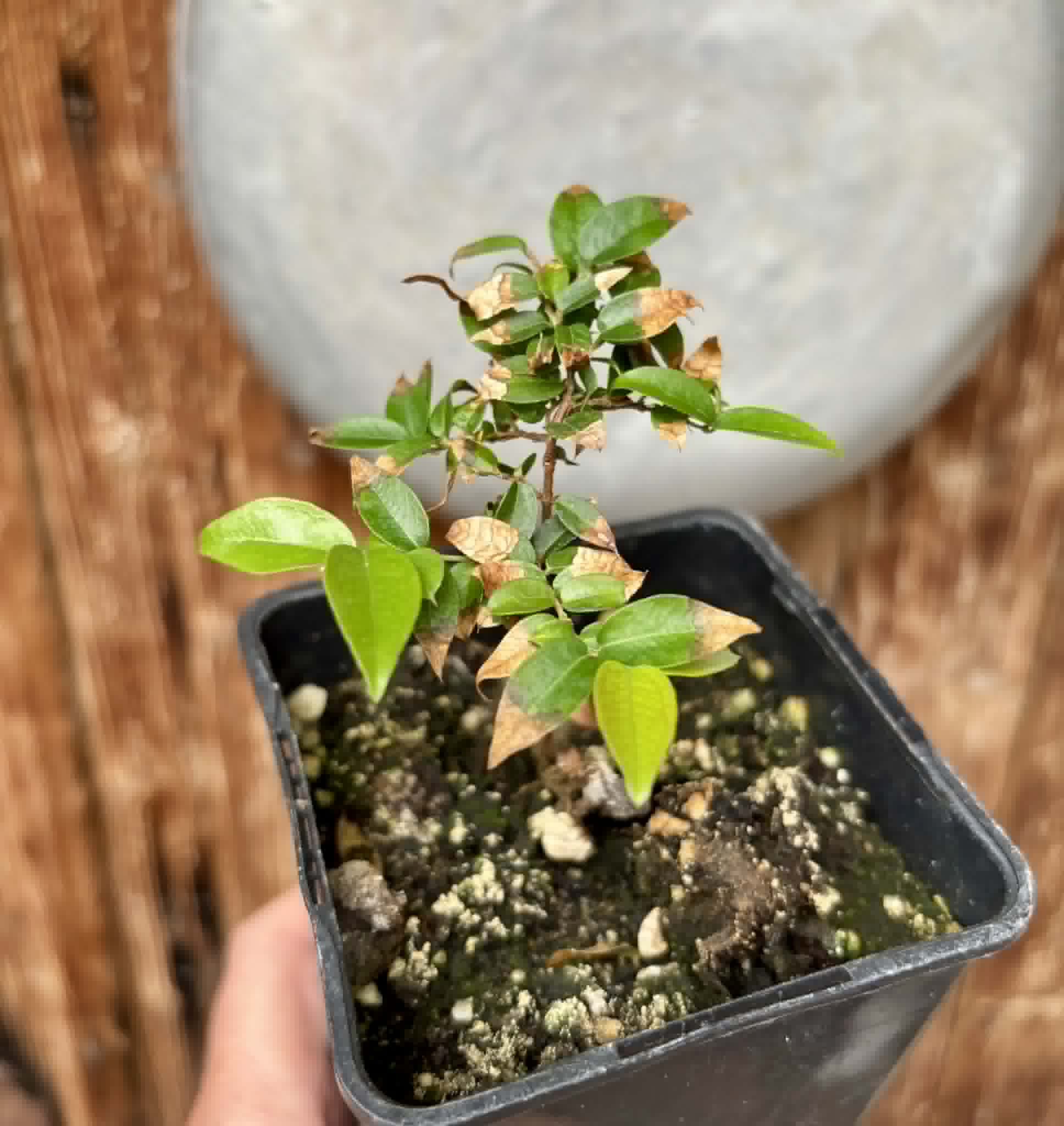 Plinia sp Cruz de Diamantina - 1 potted plant/ 1 getopfte Pflanze