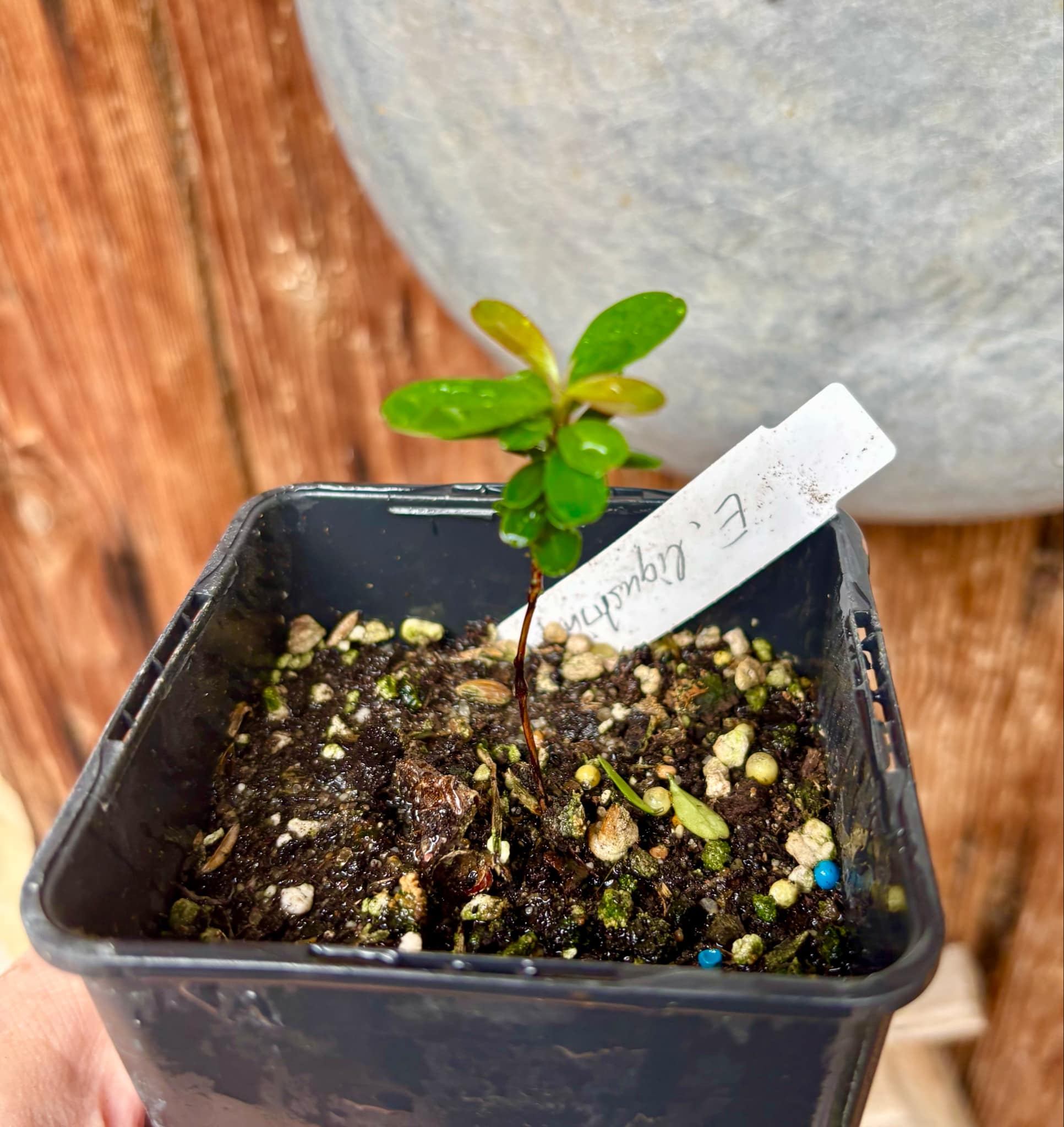 Eugenia ligustrina - 1 potted plant / 1 getopfte Pflanze