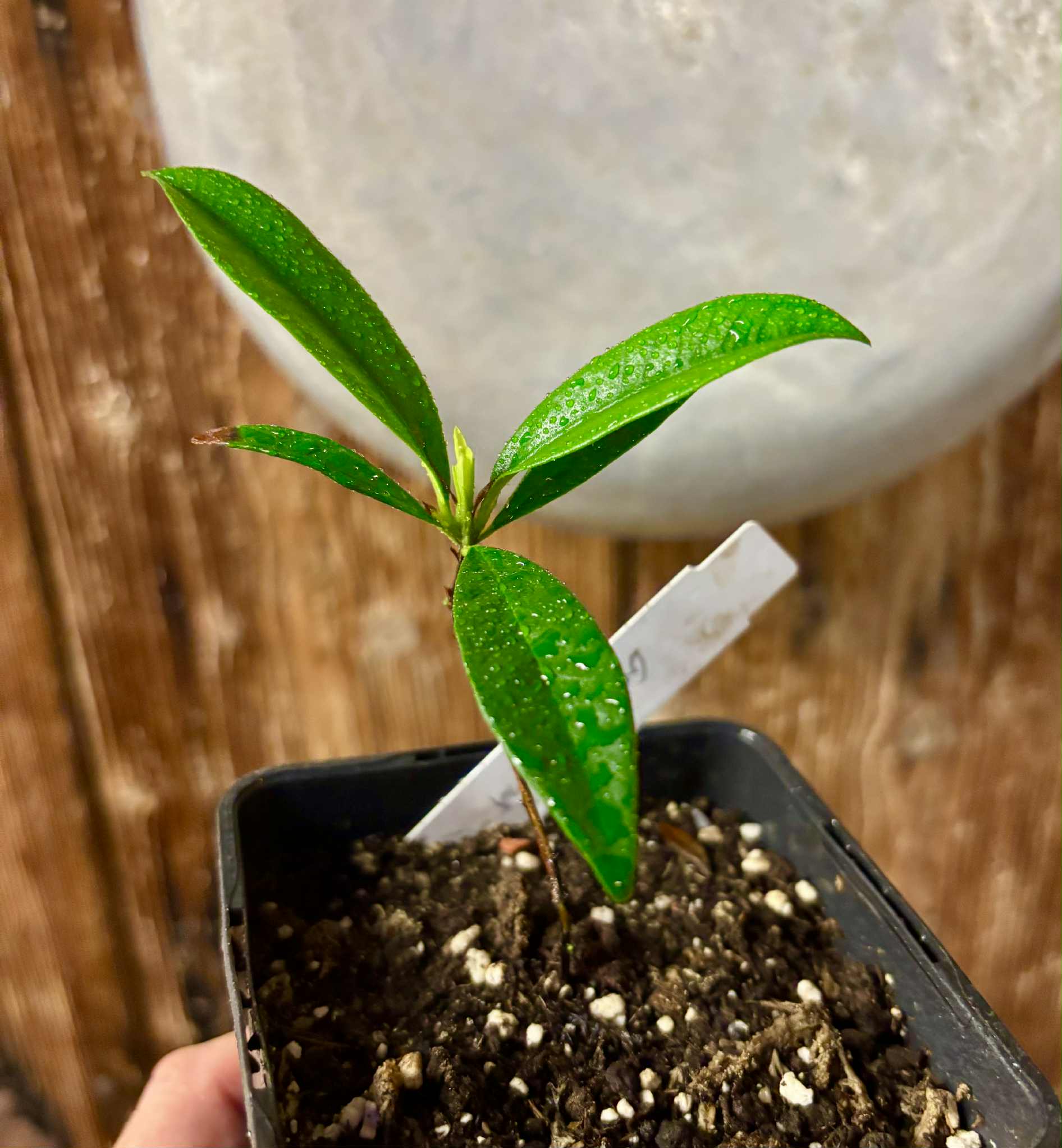 Grumixama (Eugenia brasiliensis) - 1 potted plant / 1 getopfte Pflanze