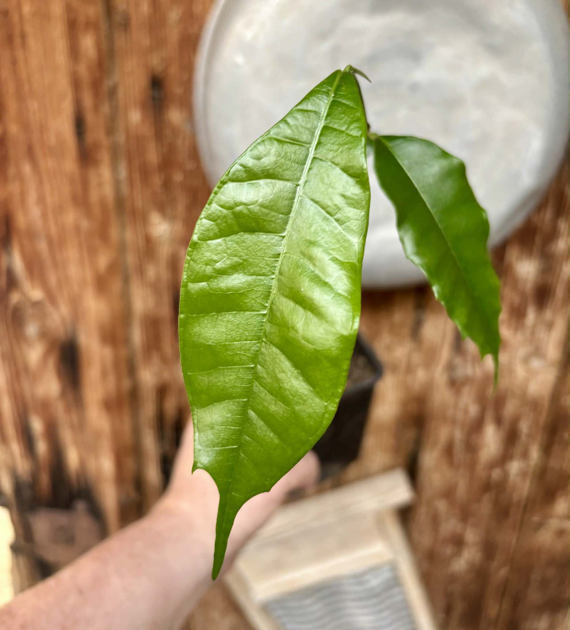Brosimum alicastrum - Maya nut / Maya Nuss - 1 potted plant / 1 getopfte Pflanze