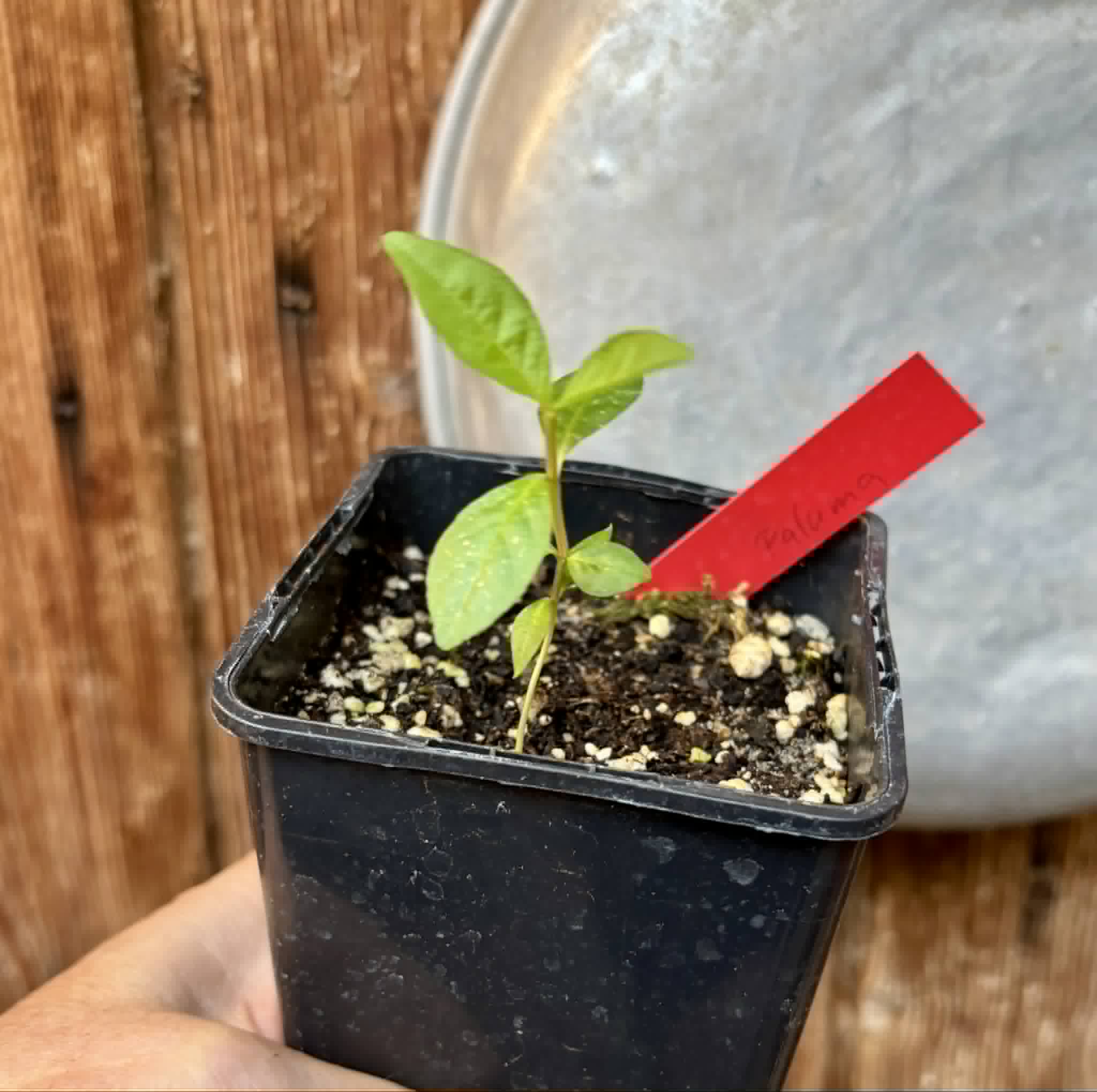 fruits after 2 years in Brasil - Psidium guajava  "Paluma"  - 1 potted seedling / 1 getopfter Sämling