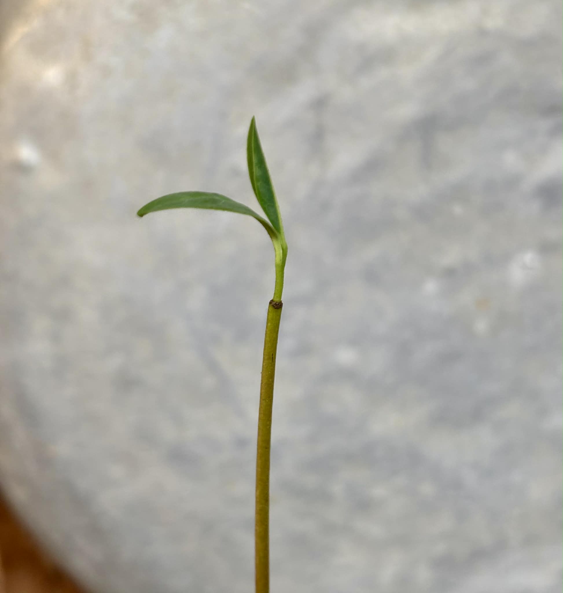 Annona glabra - 1 potted seedling / 1 getopfter Sämling