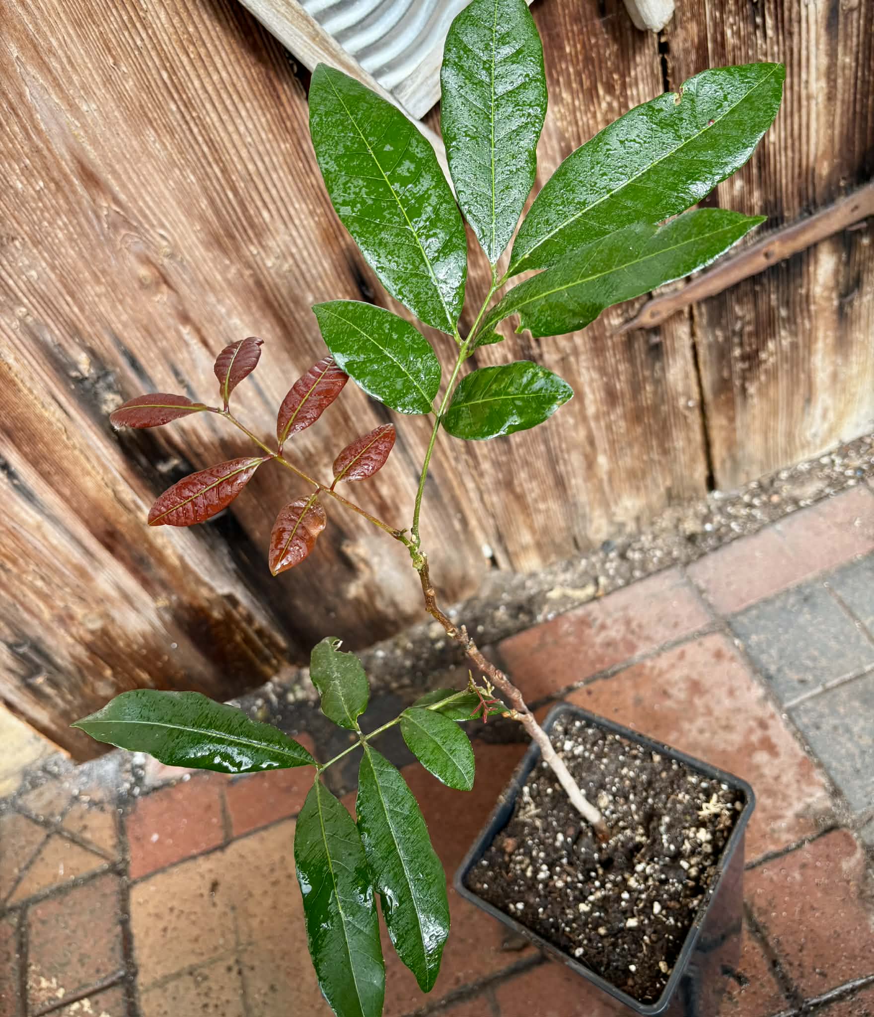 3 years old - Longan (Dimocarpus longan) - 1 potted plant / 1 getopfte Pflanze