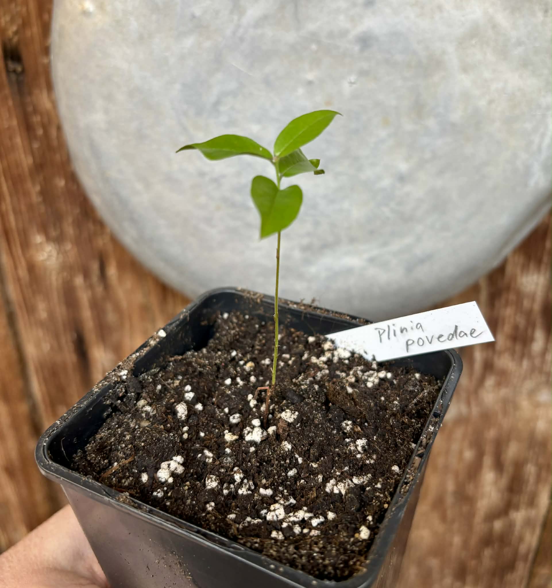 Plinia povedae - 1 potted seedling / 1 getopfter Sämling