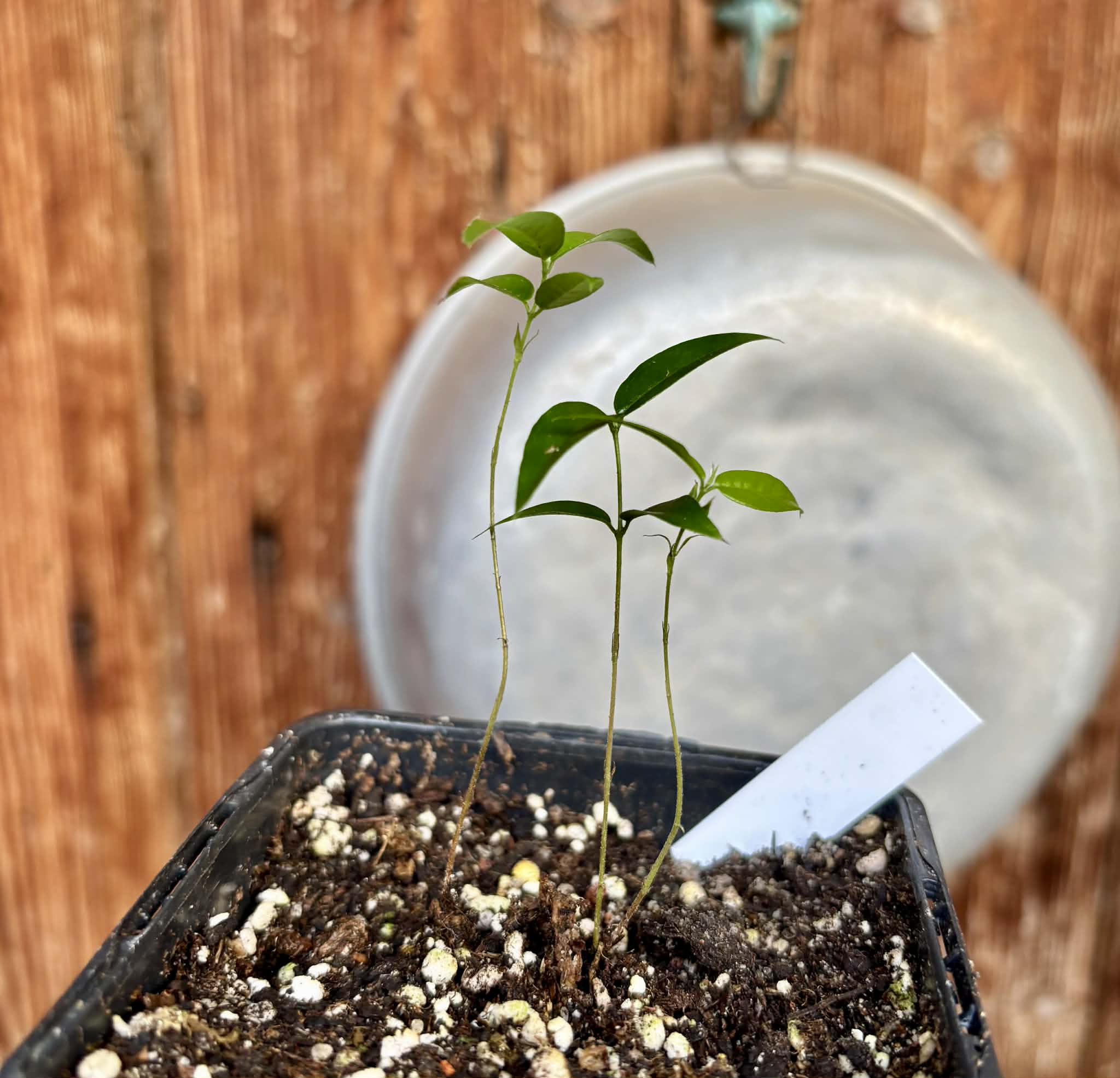 2 in 1 pot - Jabuticaba Peluda-de-Alagoas (Plinia sp Grimal) -  2 seedlings in one pot / 2 Sämlinge in einem Topf