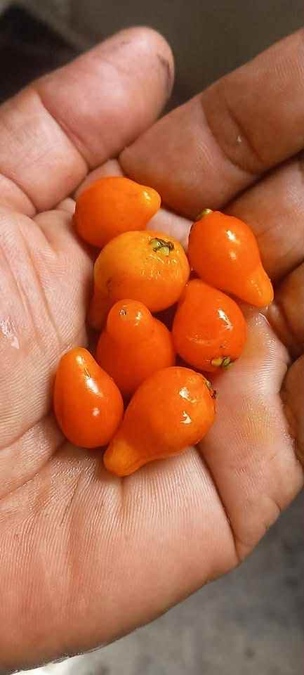 Mirinda (Eugenia sp Laranja do Rio de Janeiro) - 1 fresh seed / 1 frischer Samen