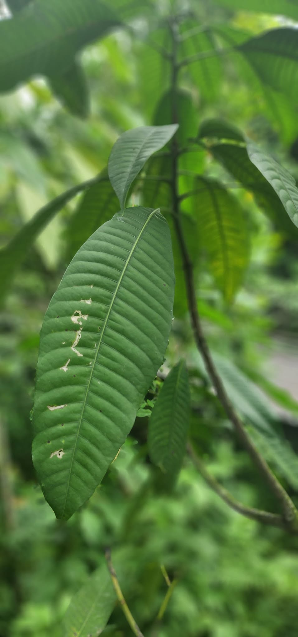 Mangifera quadrifida - 1 fresh seed / 1 frischer Samen