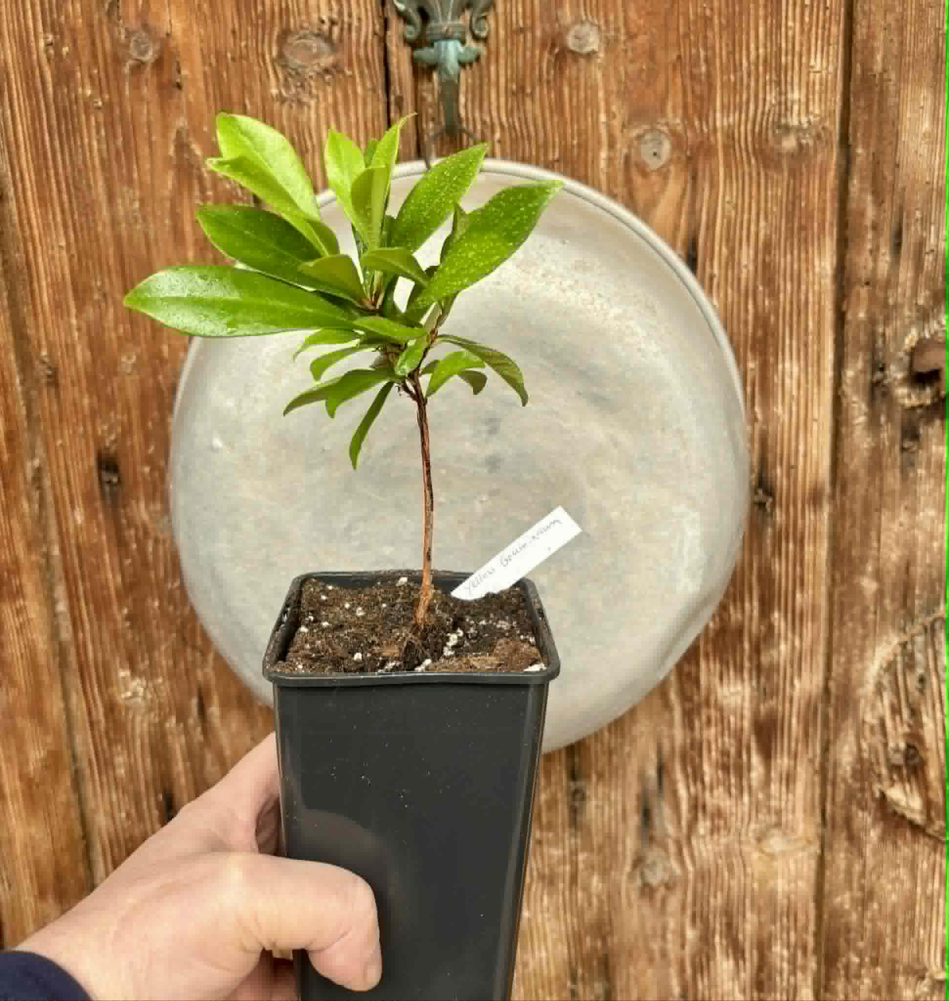 over 1 year old - Yellow Grumixama (Eugenia brasiliensis var. leucocarpa) - 1 potted plant / 1 getopfte Pflanze