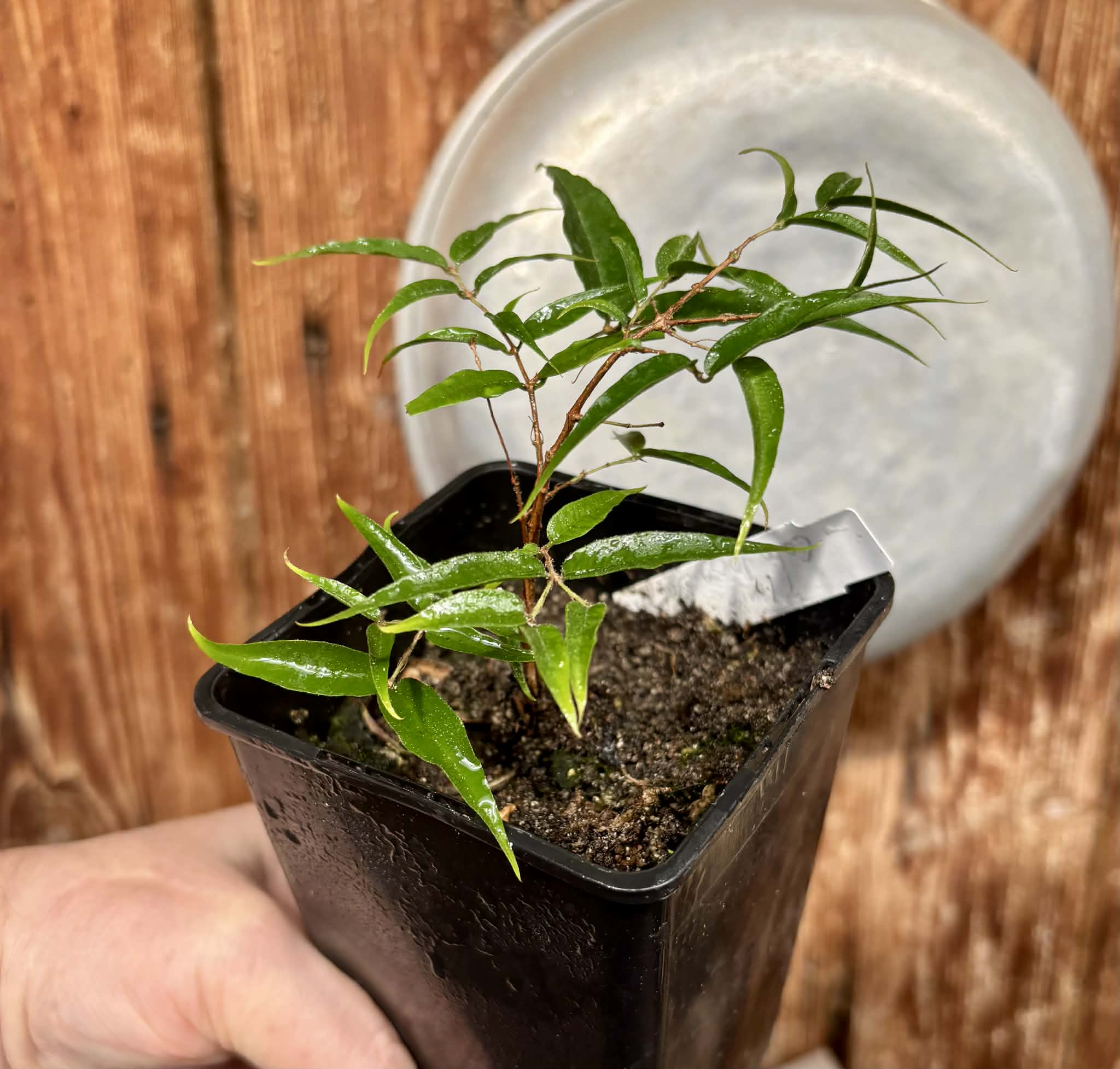 Plinia sp Cabo longo Sao Joao -  1 potted seedling / 1  getopfter Sämling 