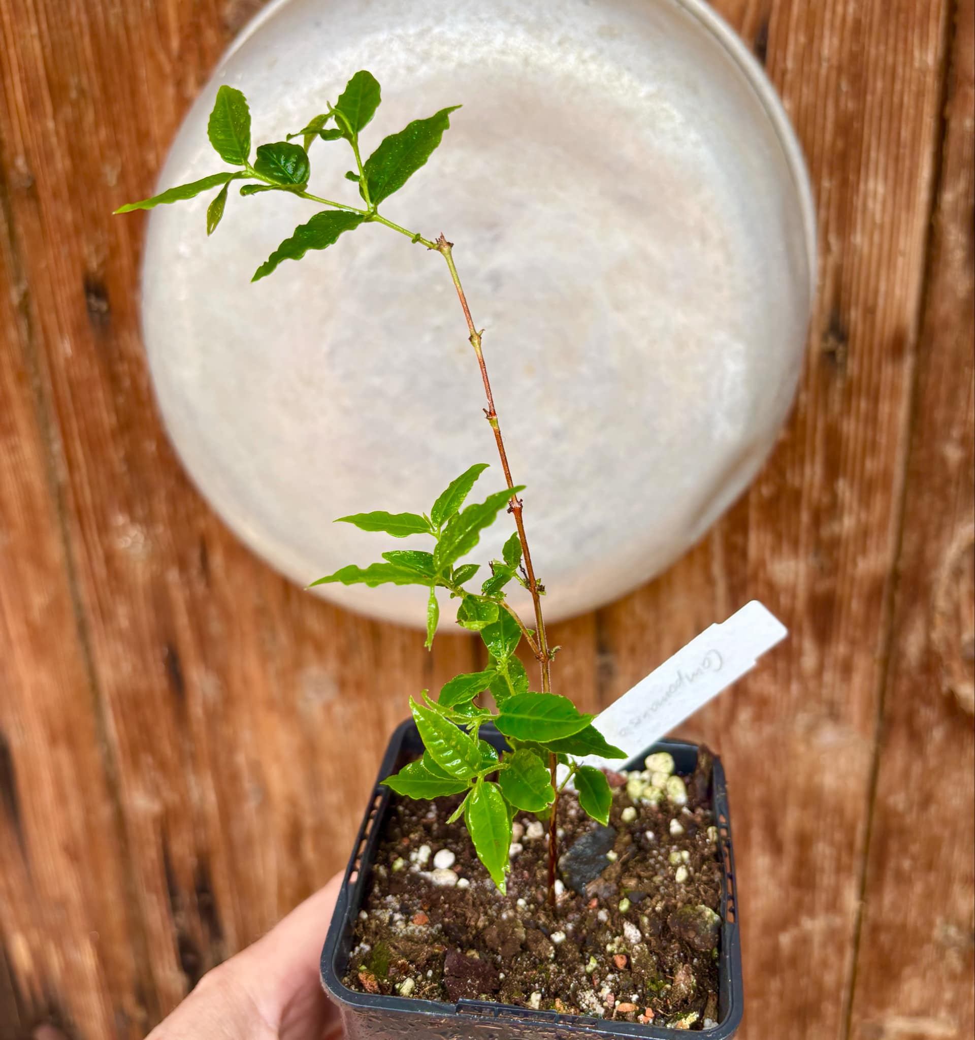 Campomanesia phaea - Flying Saucer Fruit - Cambuci  - 1  potted plant / 1 getopfte Pflanze