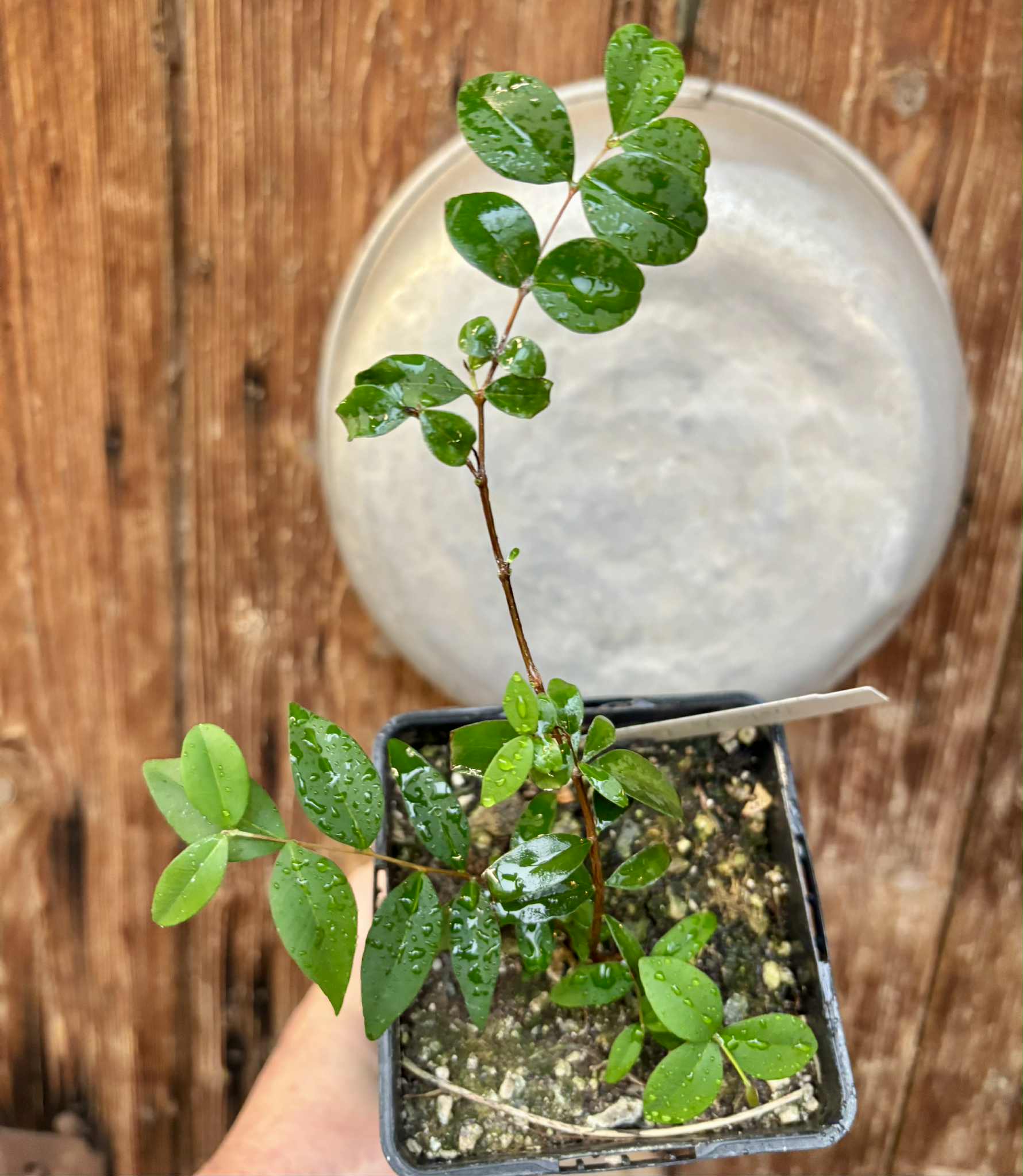 Syzygium sp - Fruta do Misterio - 1 potted plant / 1 getopfte Pflanze