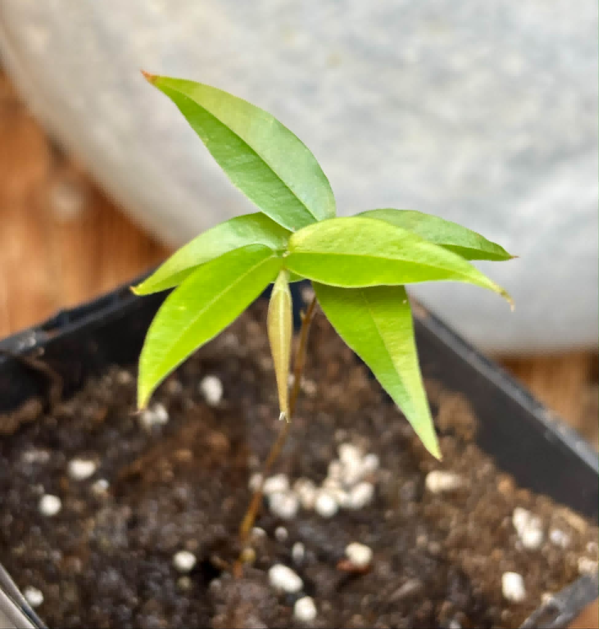 Plinia sp. Cachoeiro de Itapemirim - 1 potted seedling / 1 getopfter Sämling